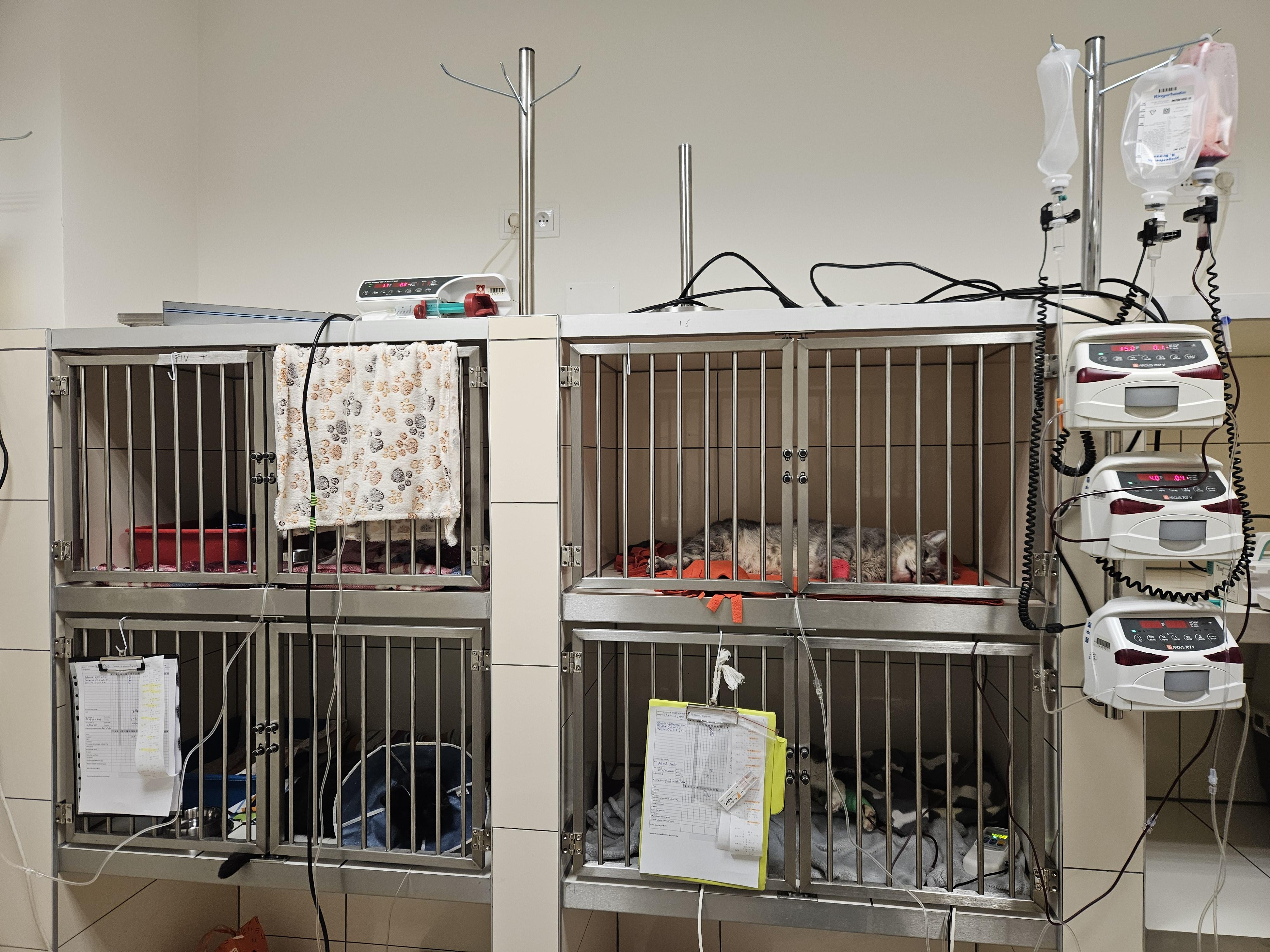 Veterinární klinika Hošek foto 5