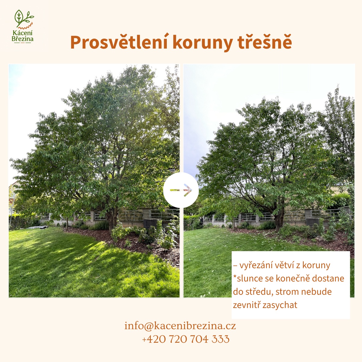 Kácení Březina foto 6
