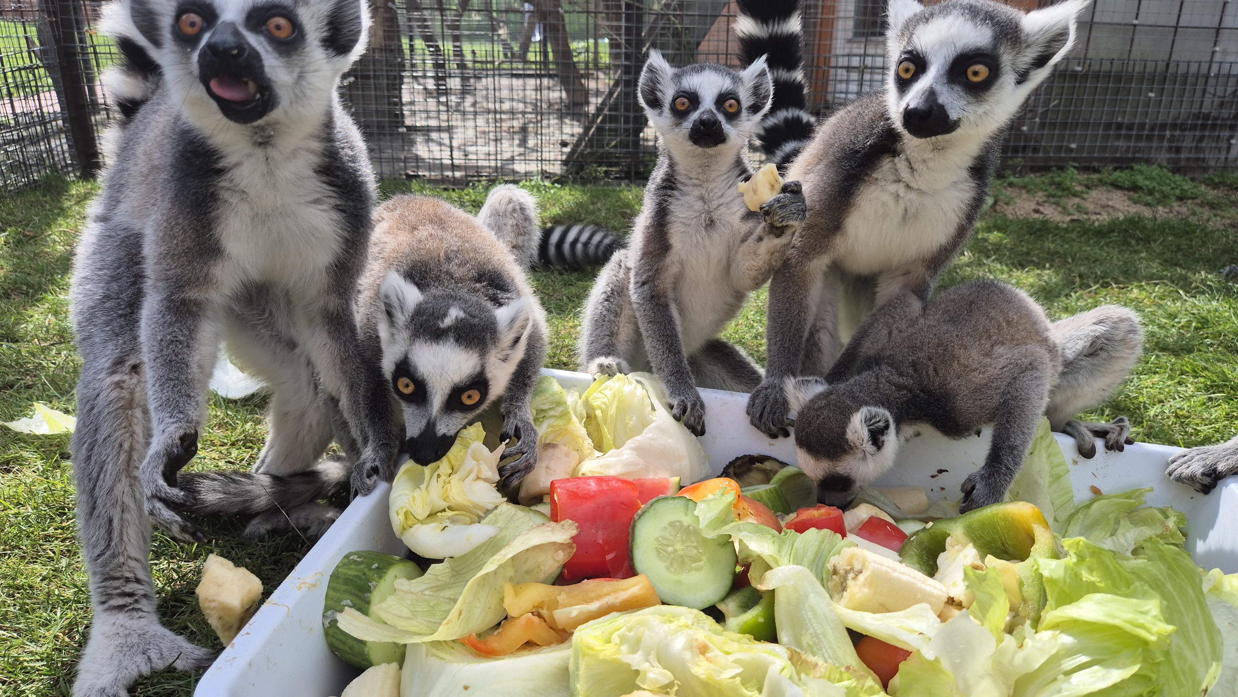 Minizoo.cz foto 2