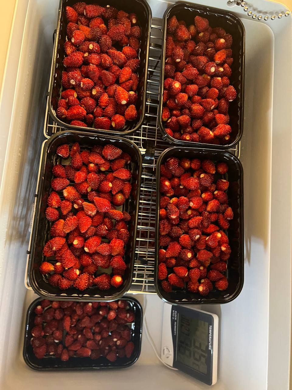 Tajemství Casanovy - Samosběr lesních jahod foto 2