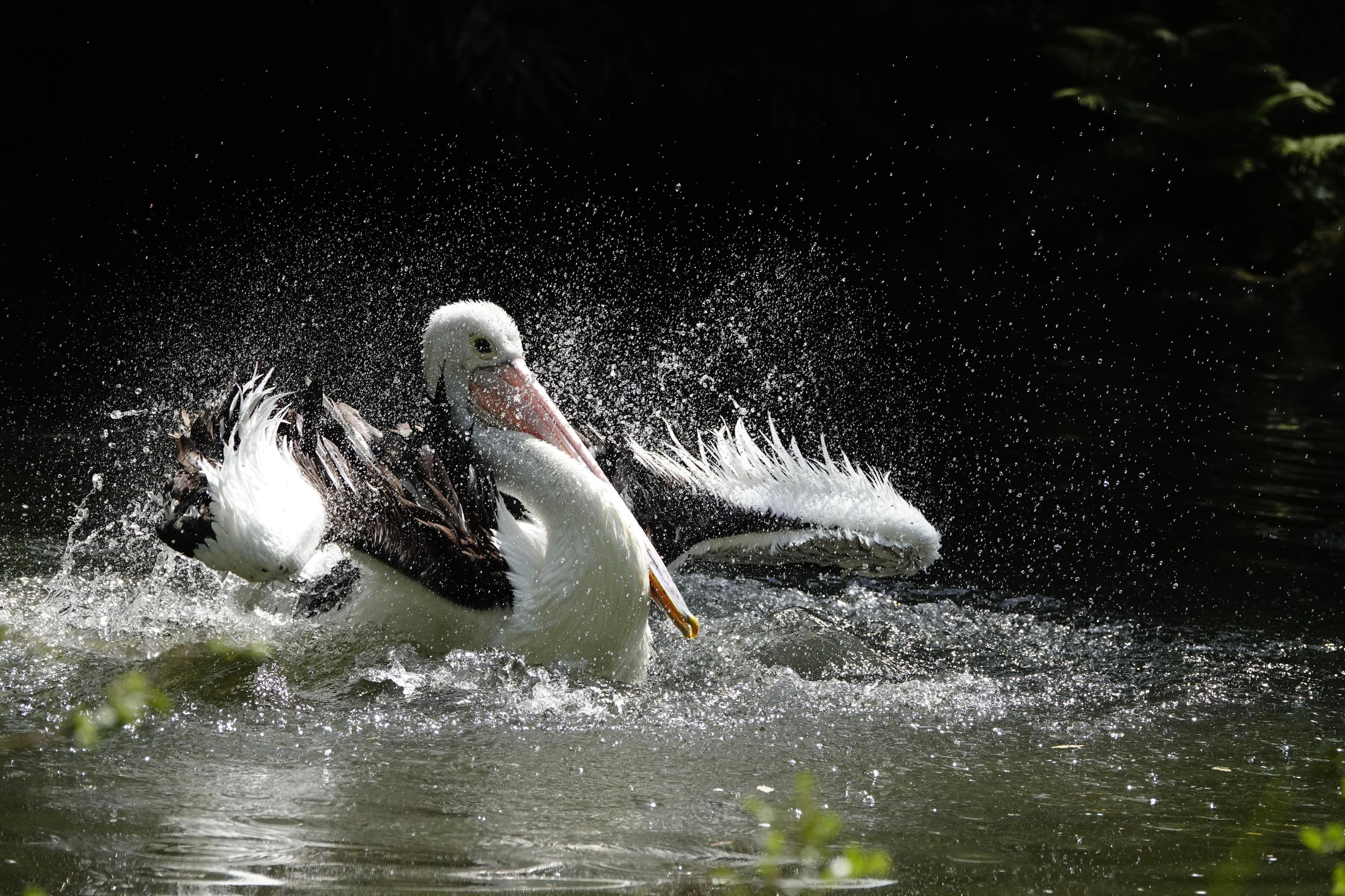 Zoo a zámek Zlín - Lešná foto 3