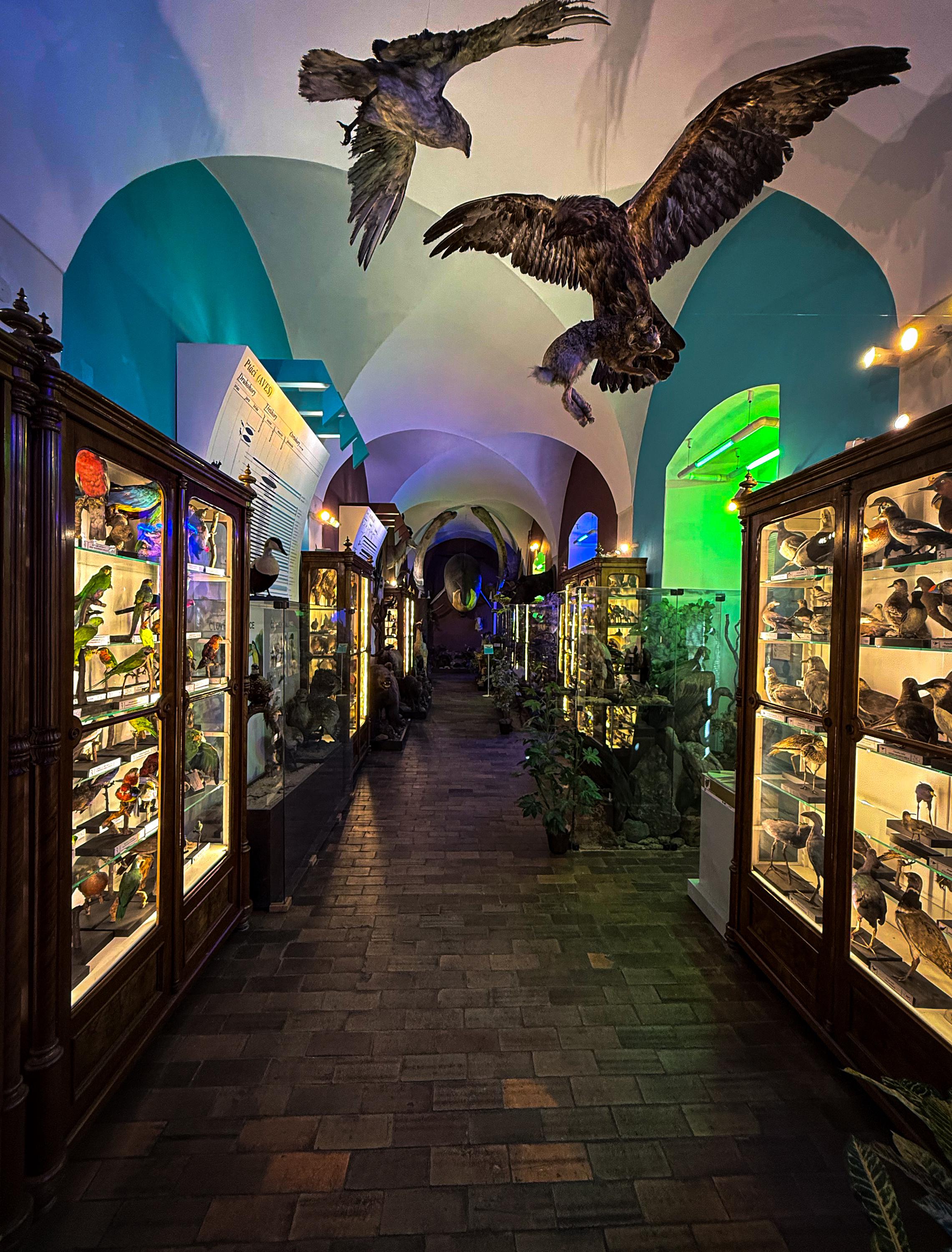 Vlastivědné muzeum a galerie v České Lípě foto 3