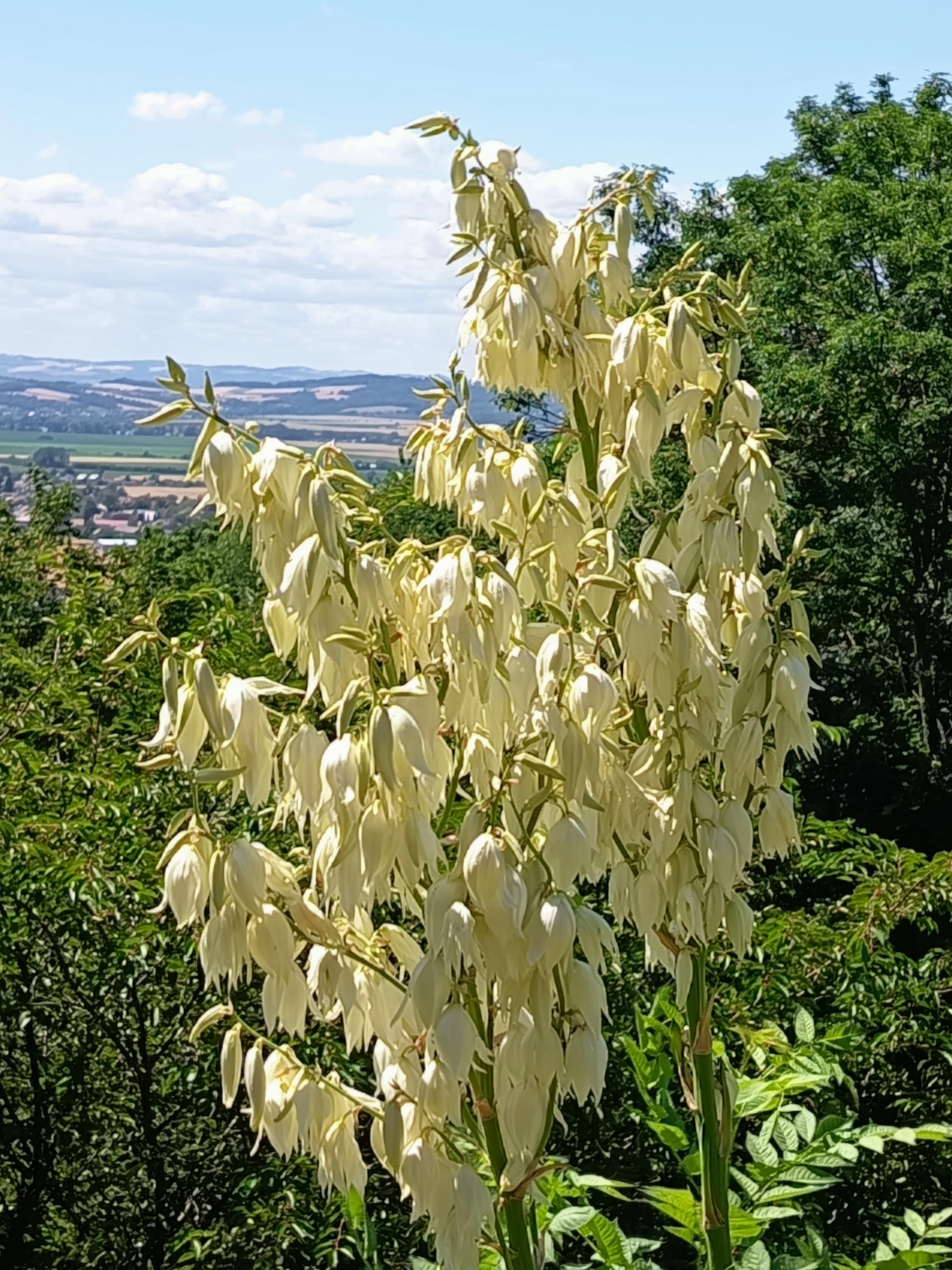 Ing. Radim Slabý - Arboretum Makču Pikču foto 5