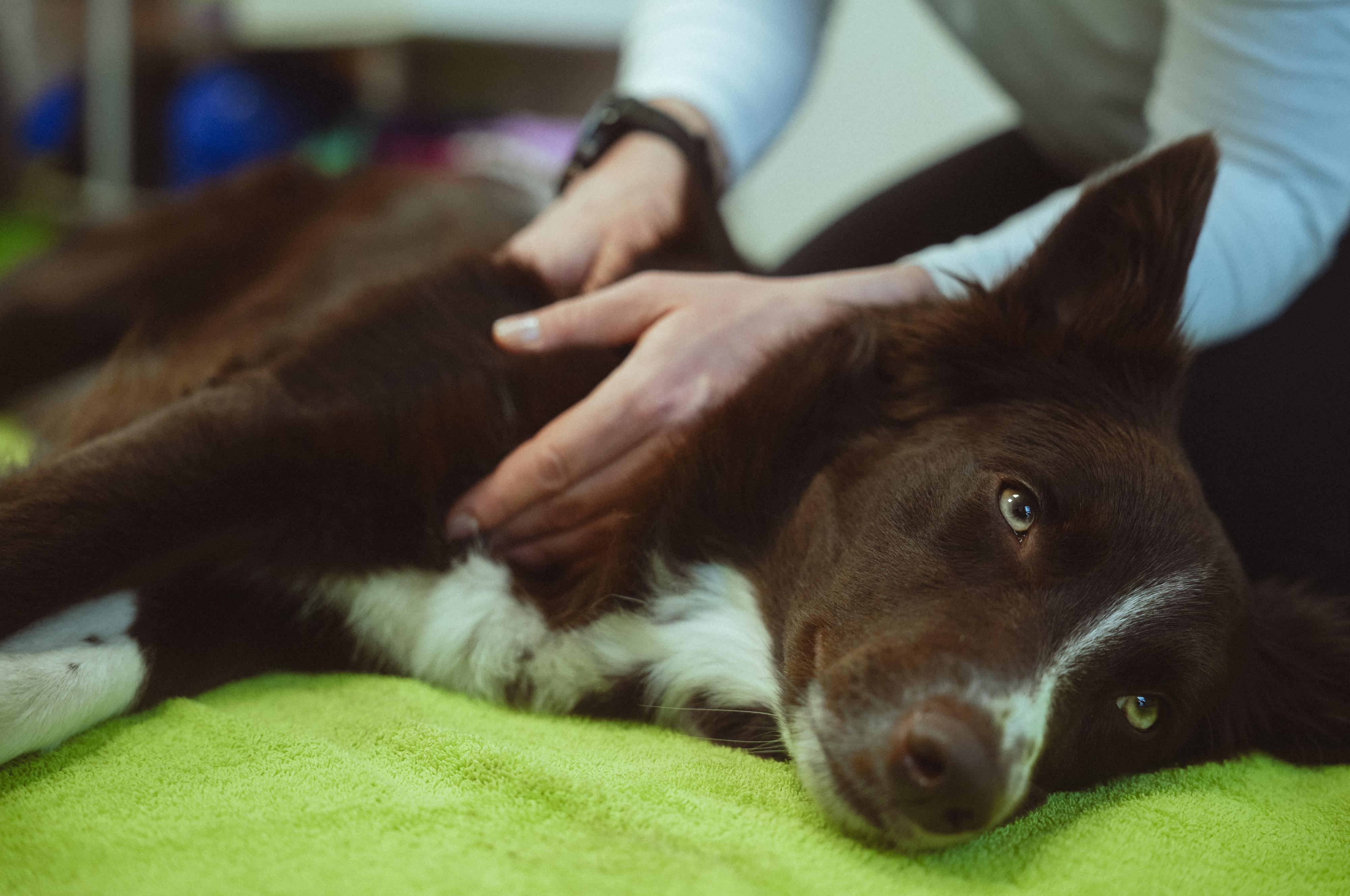 ANIMALPHYSIO, Rehabilitace a fyzioterapie zvířat v Liberci, s.r.o.