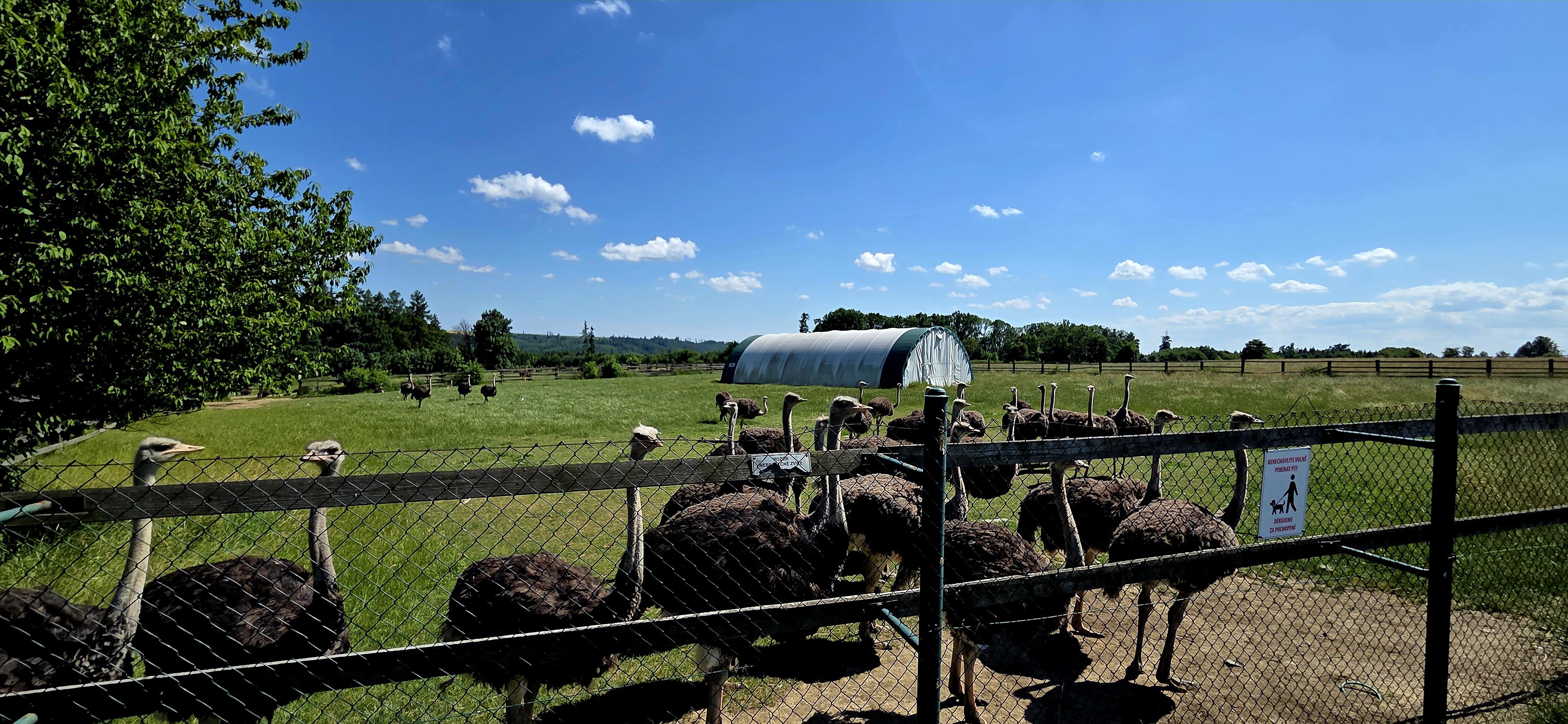 Pštrosí farma Vendelín foto 2