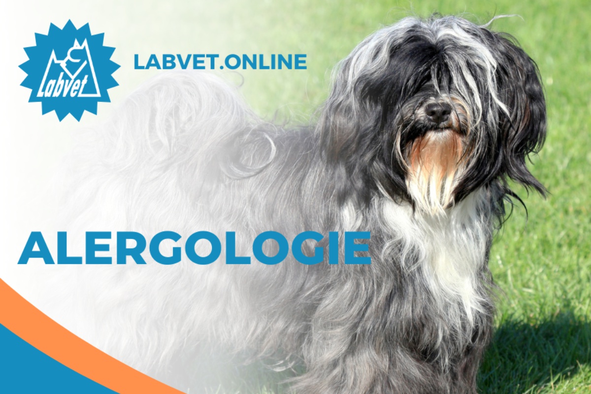 Alergologie psů