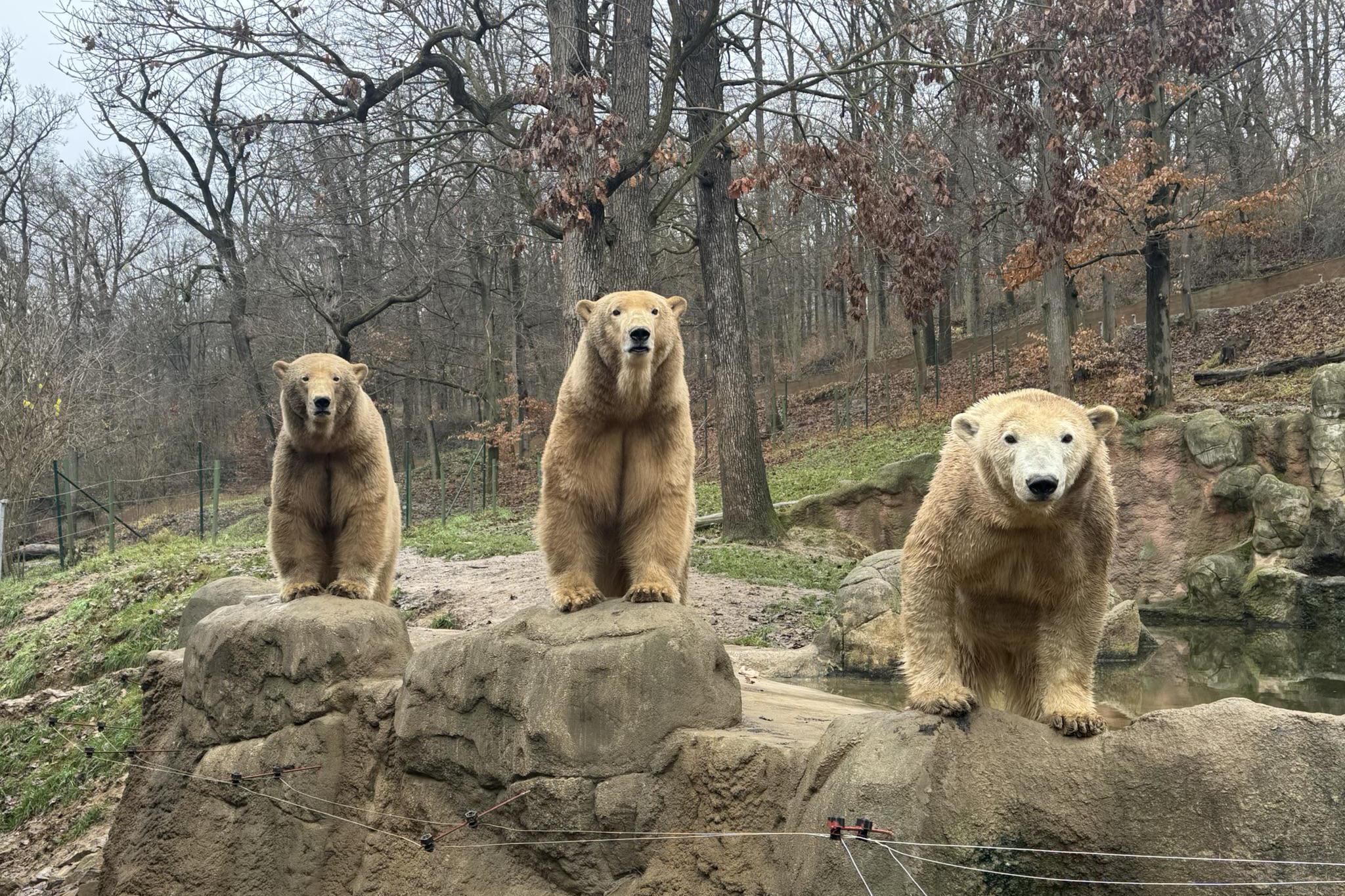 Zoo Brno a stanice zájmových činností