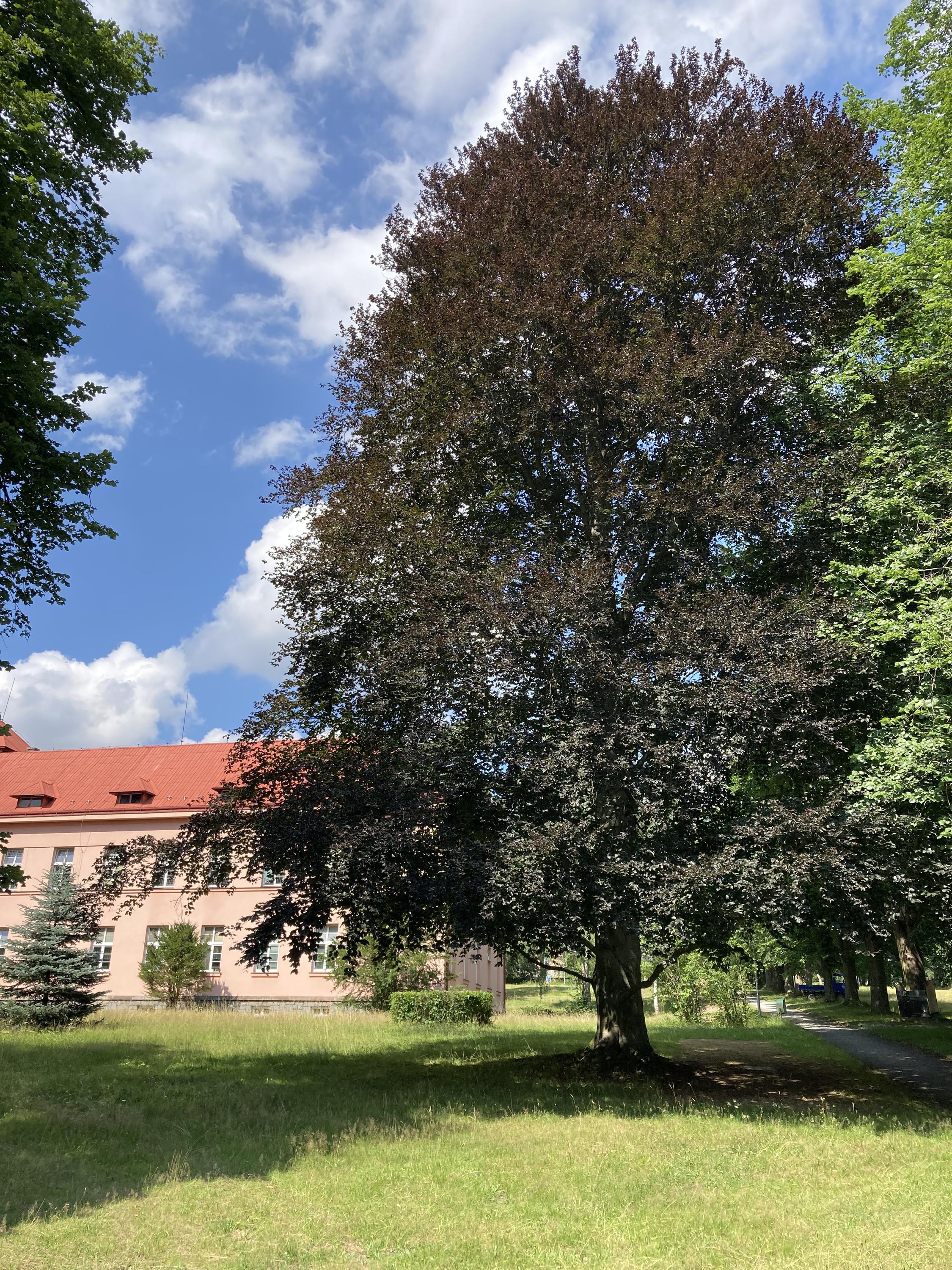 Psychiatrická nemocnice Havlíčkův Brod foto 5