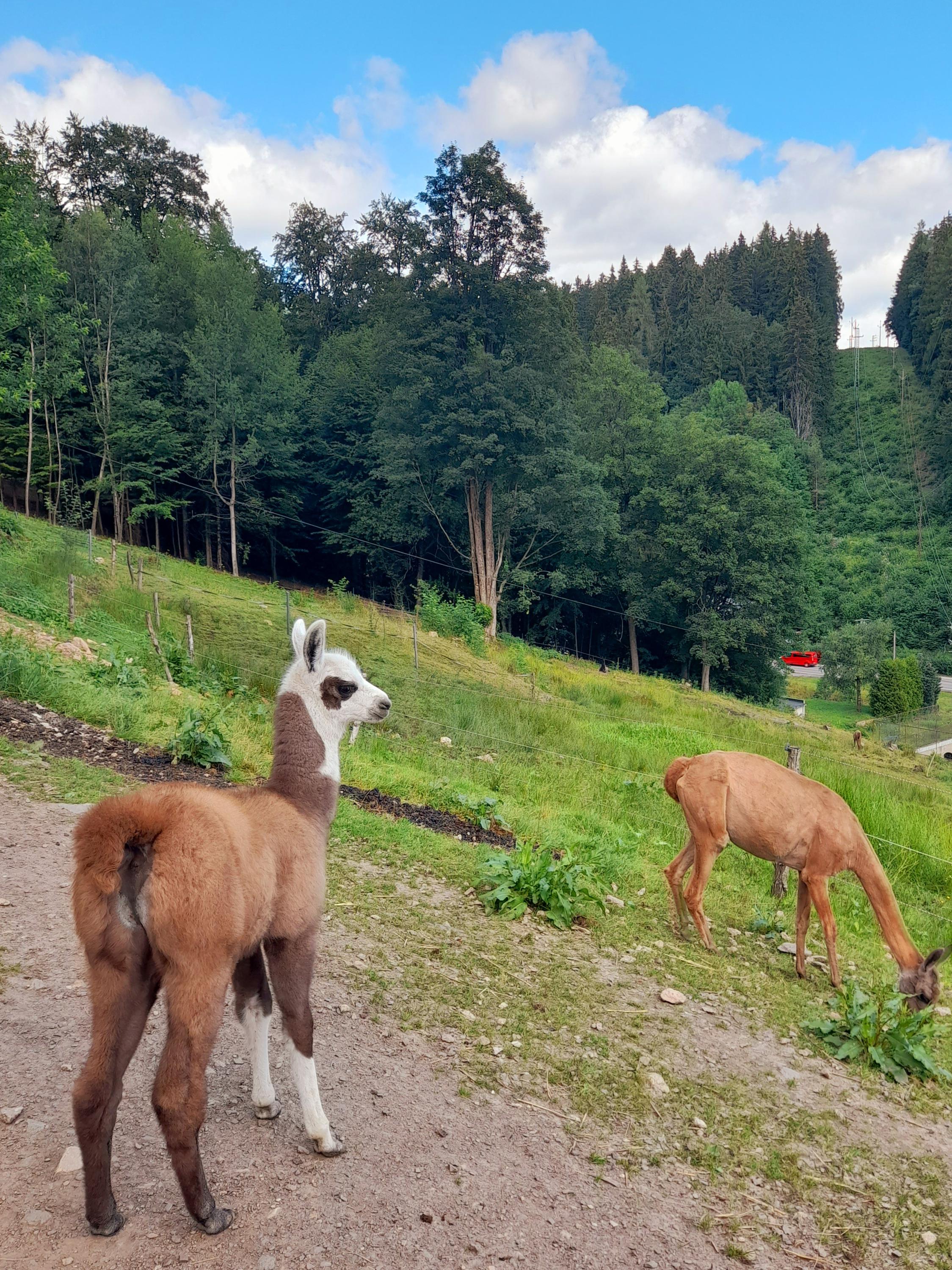 Rodinná farma Vlček foto 2