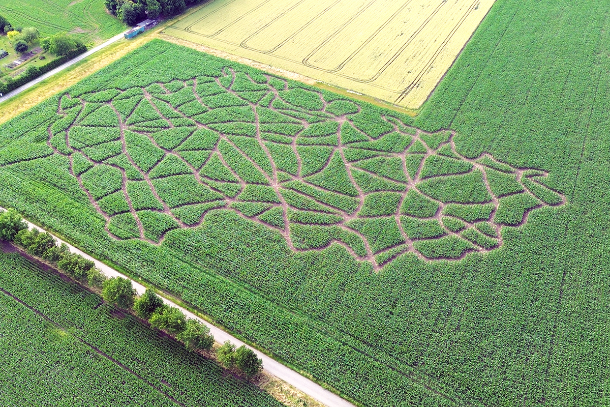 Kukuřičáci – Obří kukuřičné bludiště Humpolec foto 4