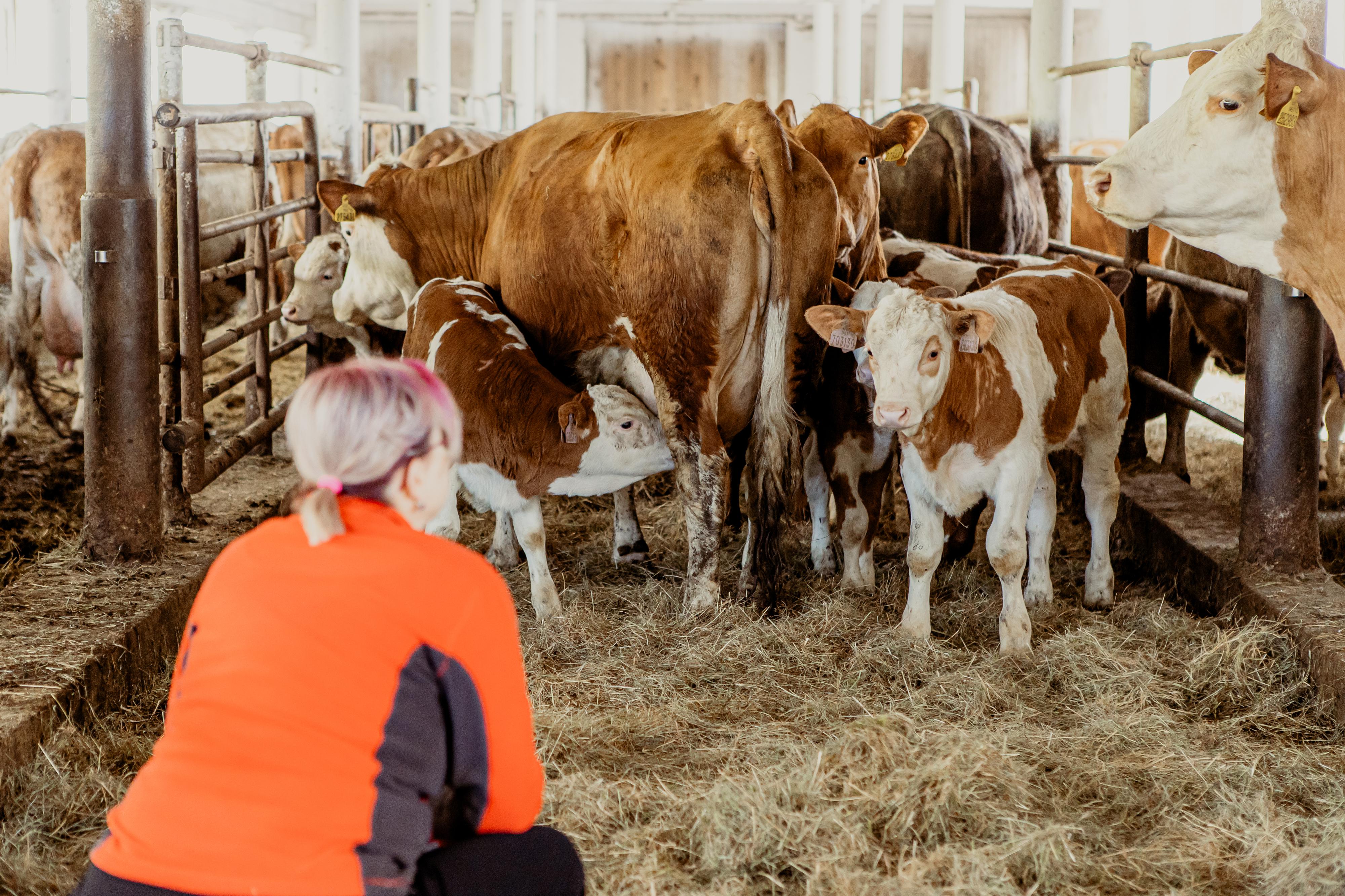 Automat Farmářka z Krkonoš foto 5