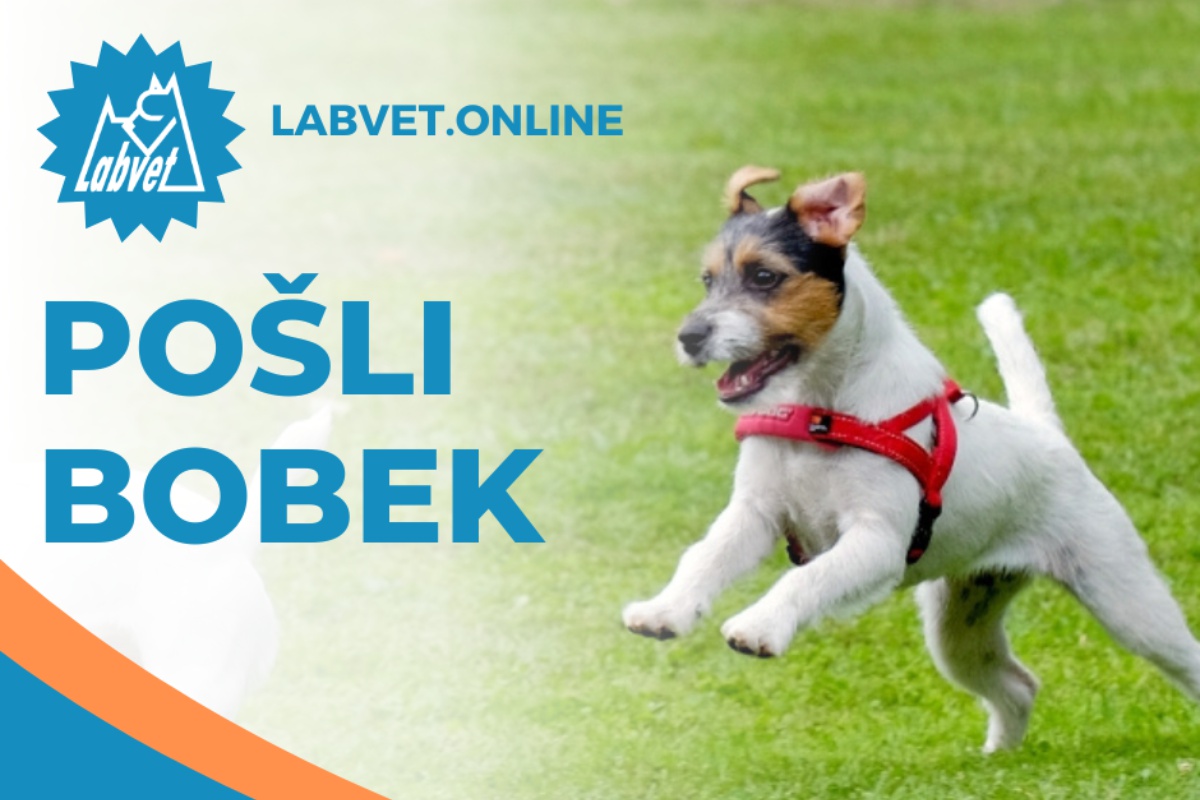 Pošli bobek v létě