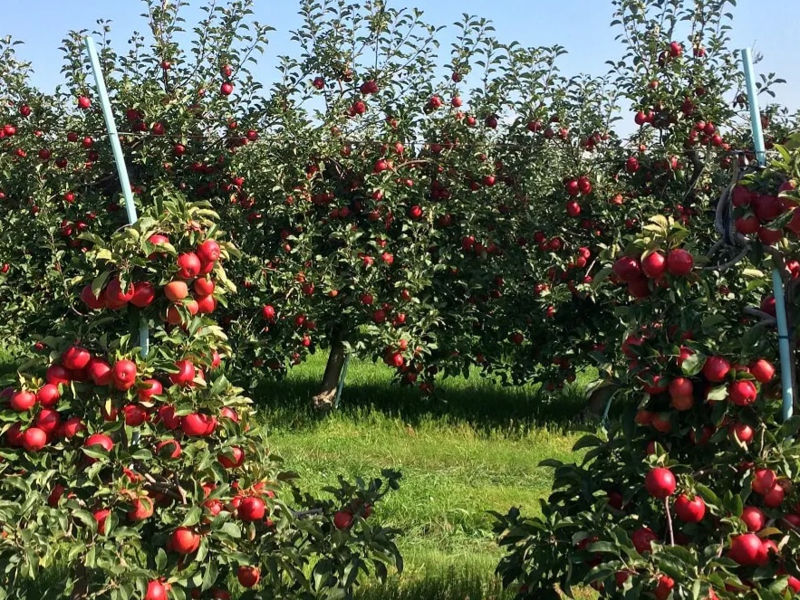 Thoř - ovocnářská farma foto 2