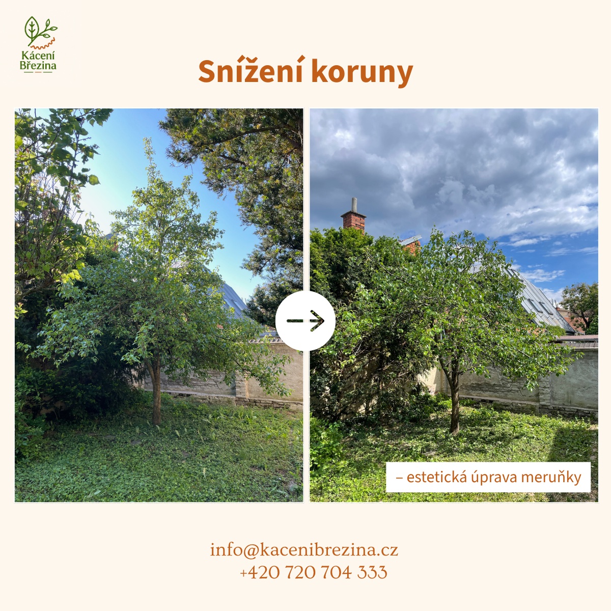Kácení Březina foto 1