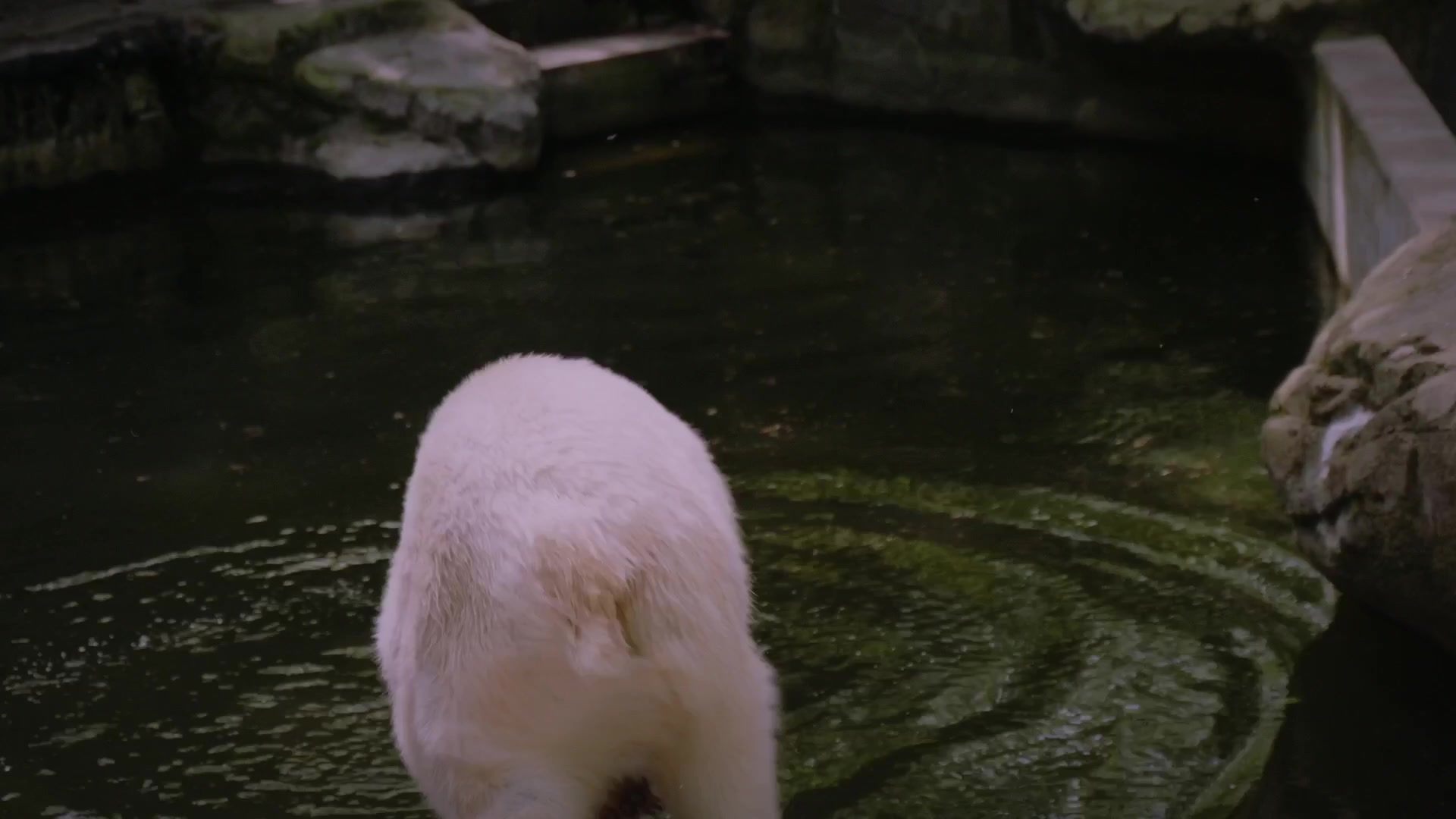 Zoo Brno a stanice zájmových činností foto 2 (náhled videa)