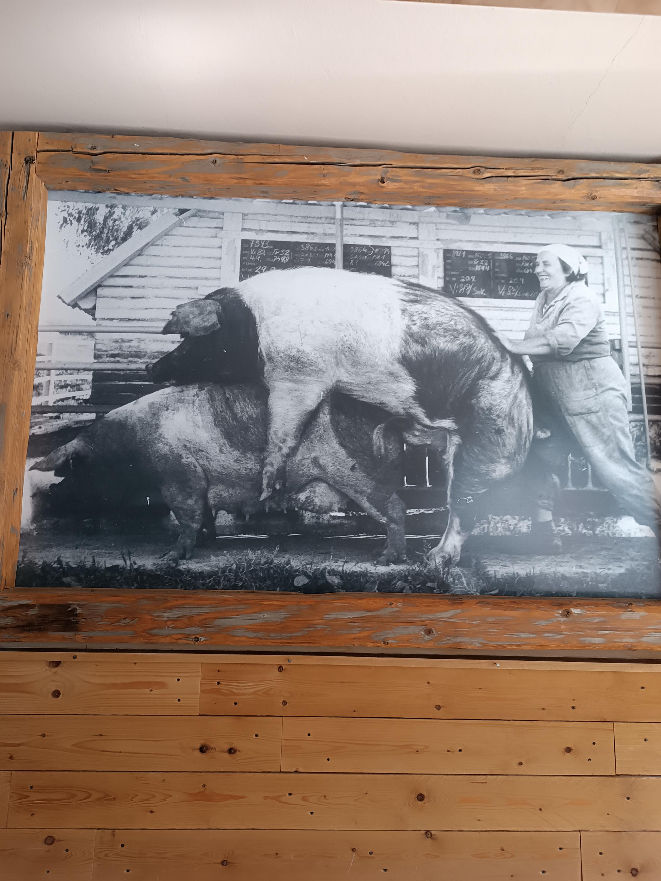 Restaurace Přeštická Svině foto 3