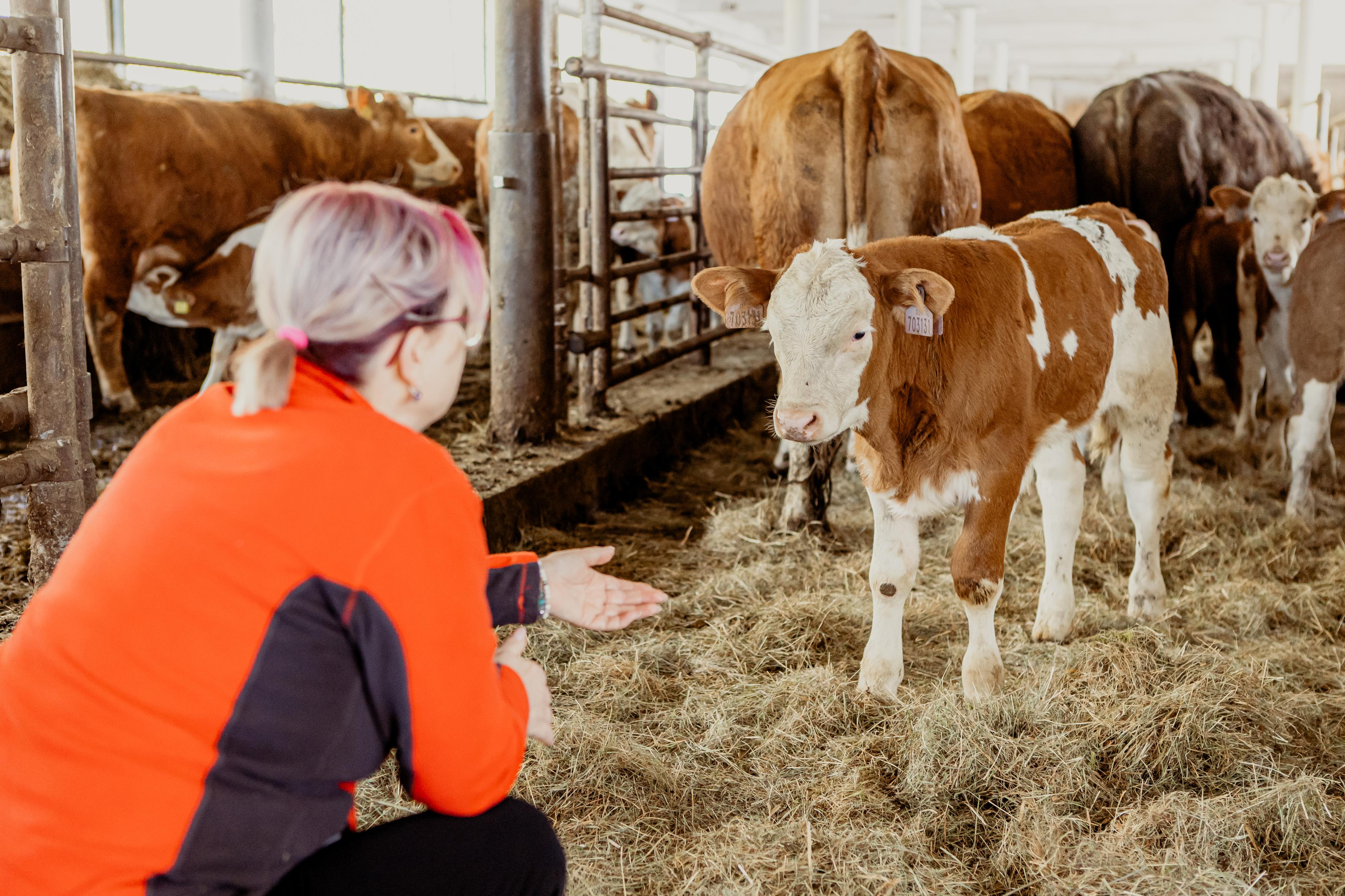 Automat Farmářka z Krkonoš foto 6