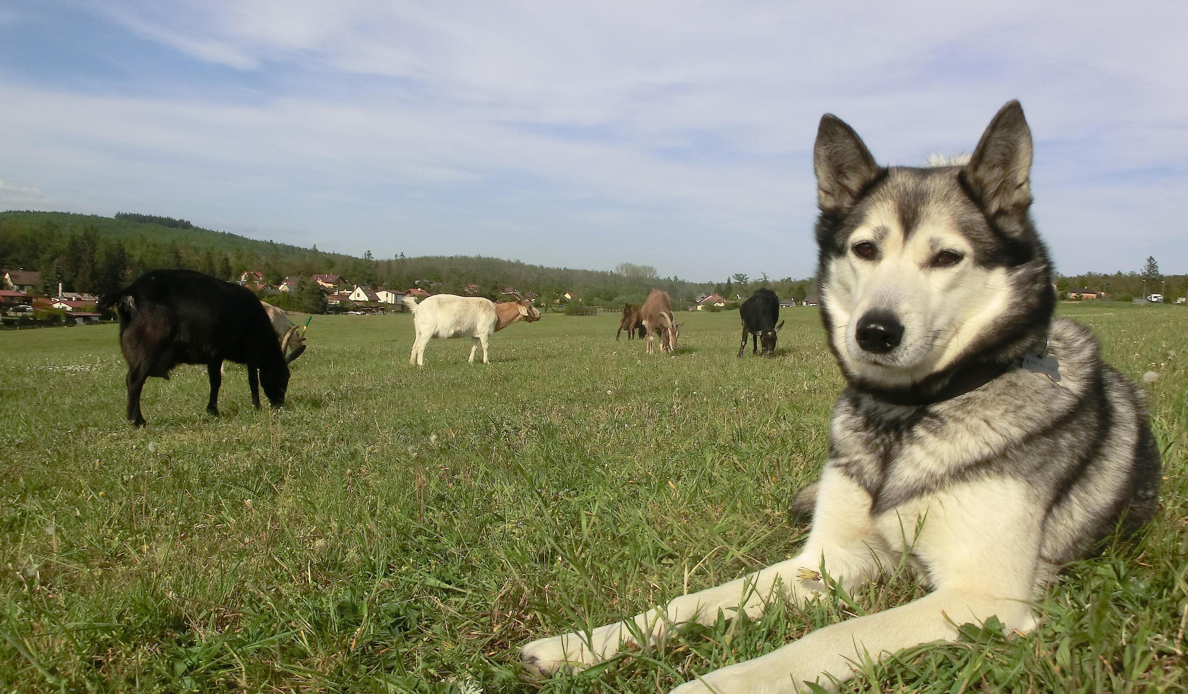 Farma jedné ženy foto 2