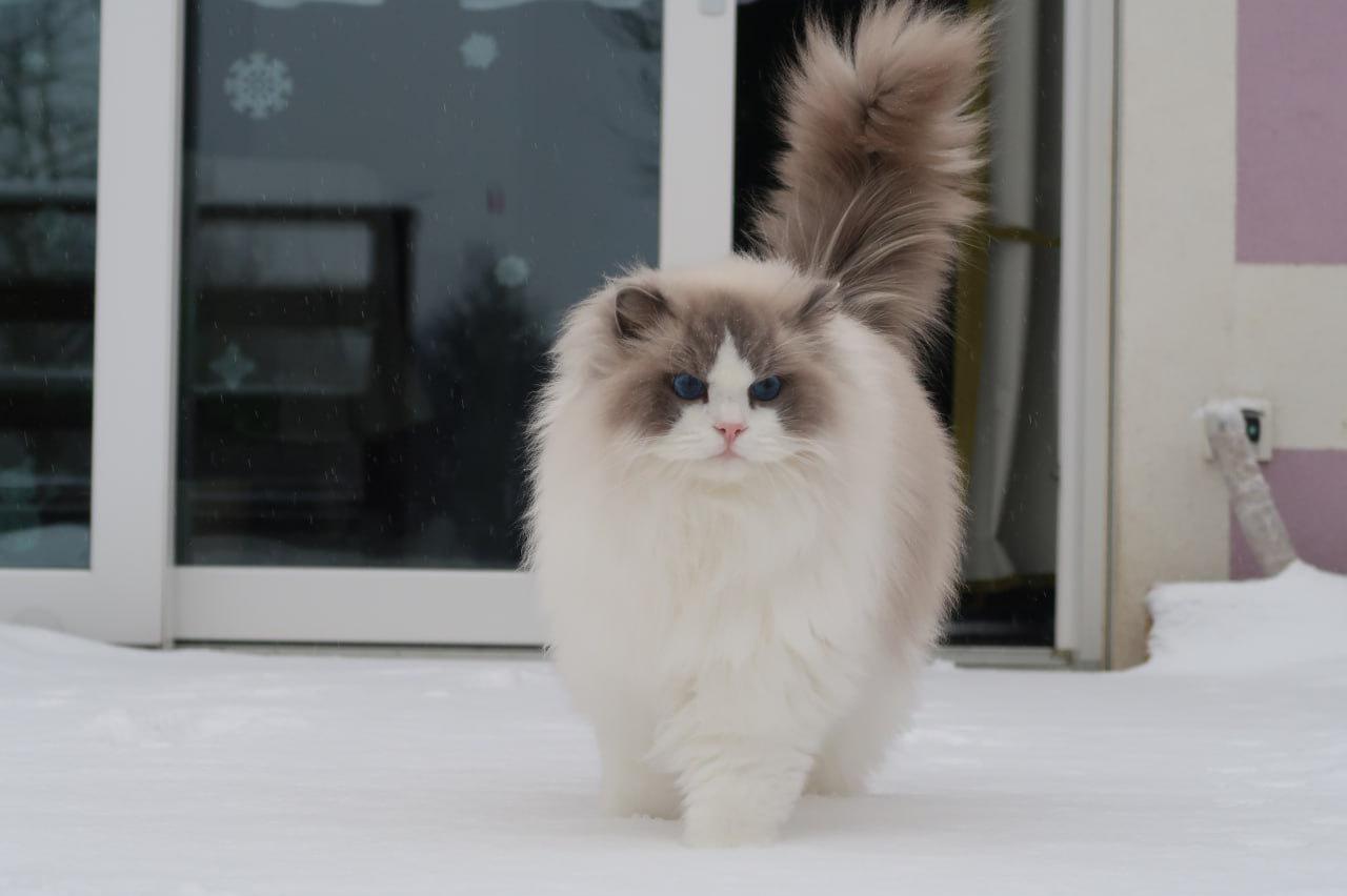 Chovatelská stanice Ragdoll-Rautia