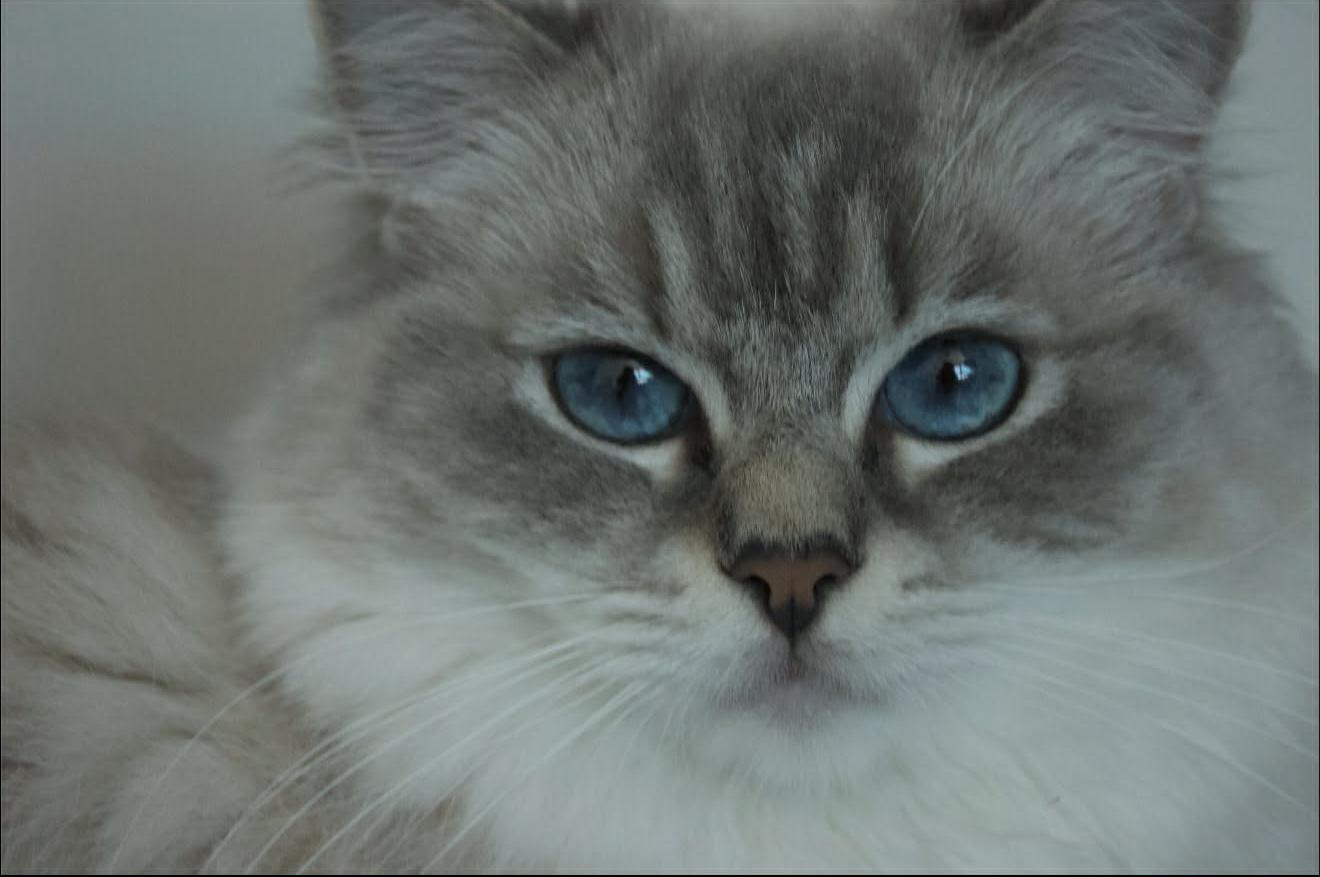 Chovatelská stanice Ragdoll-Rautia