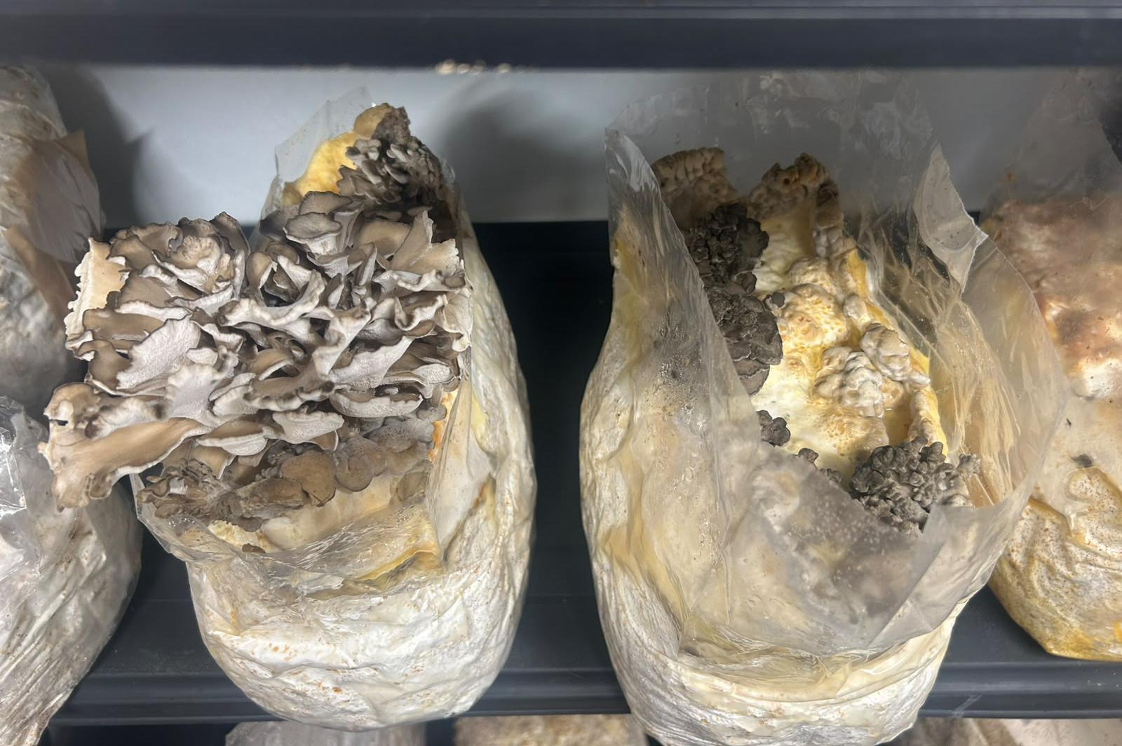 Urban Fungi - MJMushroom farm s.r.o.