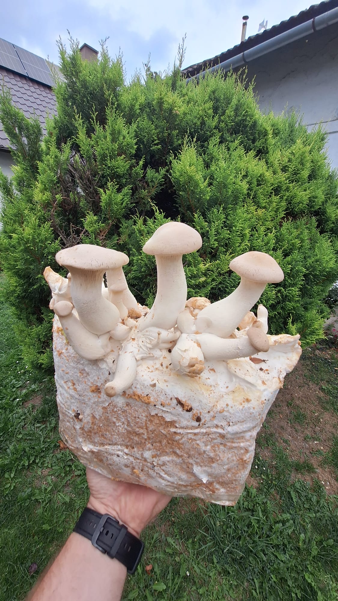 Urban Fungi - MJMushroom farm s.r.o. foto 4