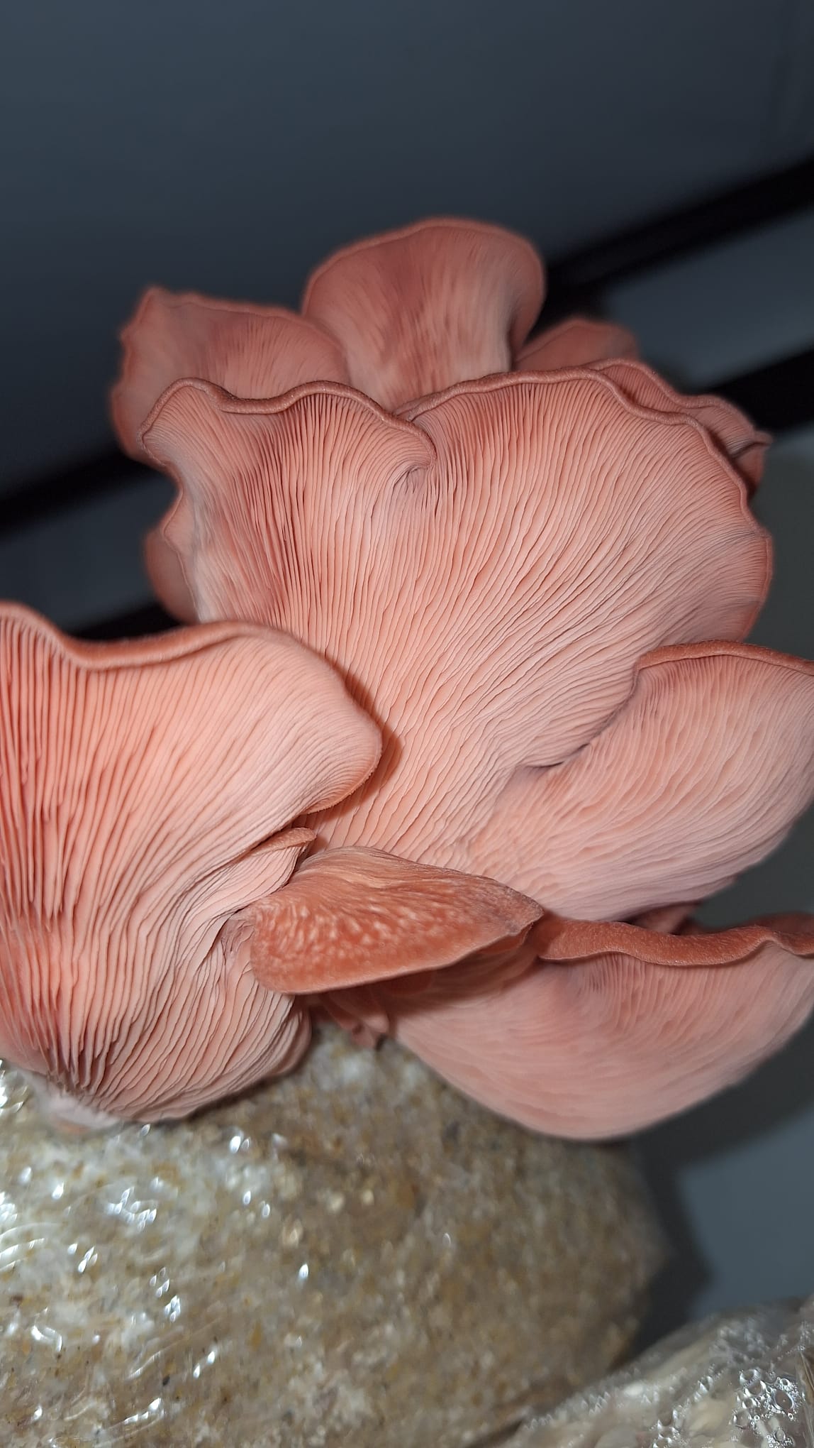 Urban Fungi - MJMushroom farm s.r.o. foto 6