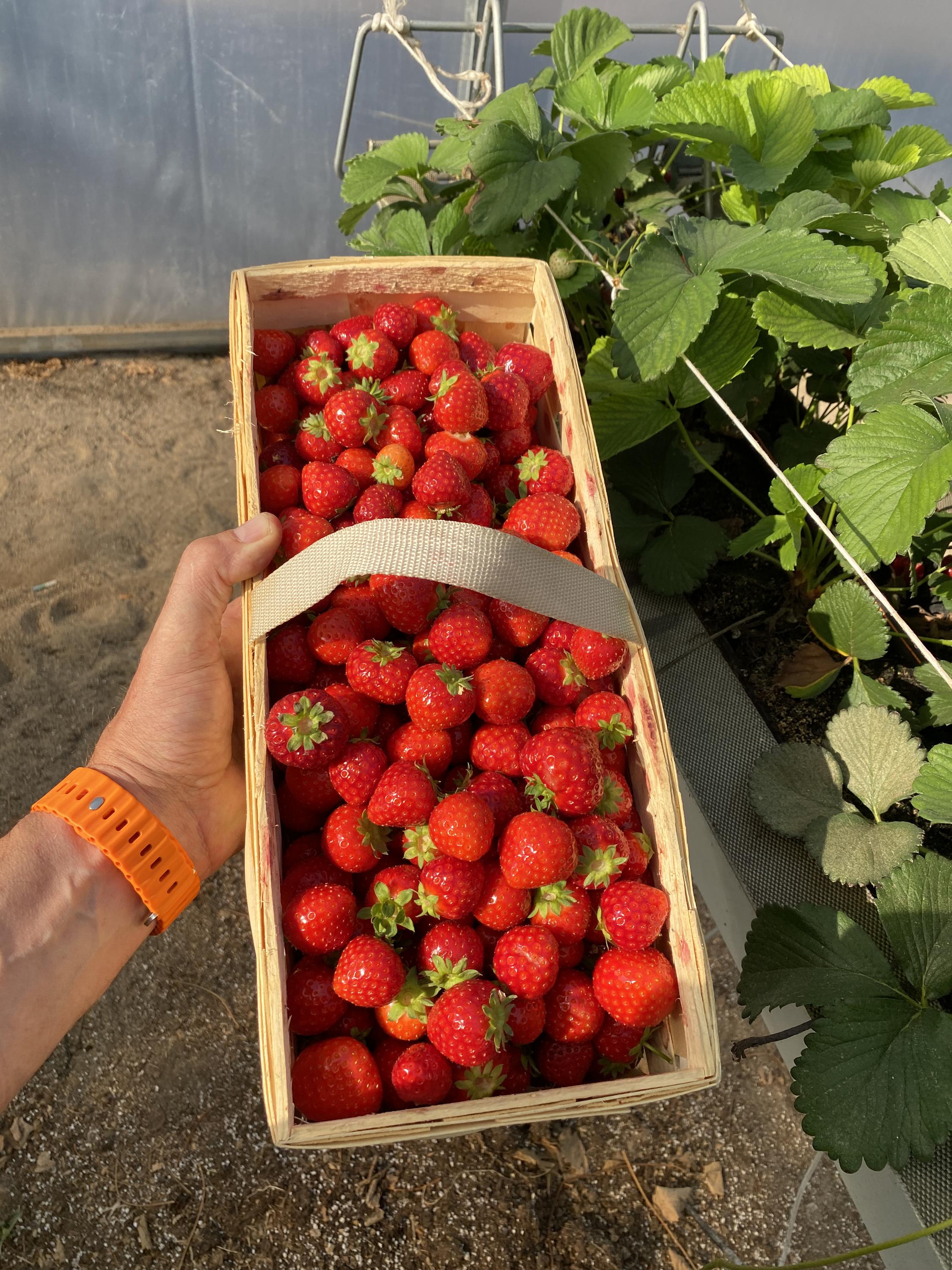 Rodinná farma Hrdlička, s.r.o. foto 6