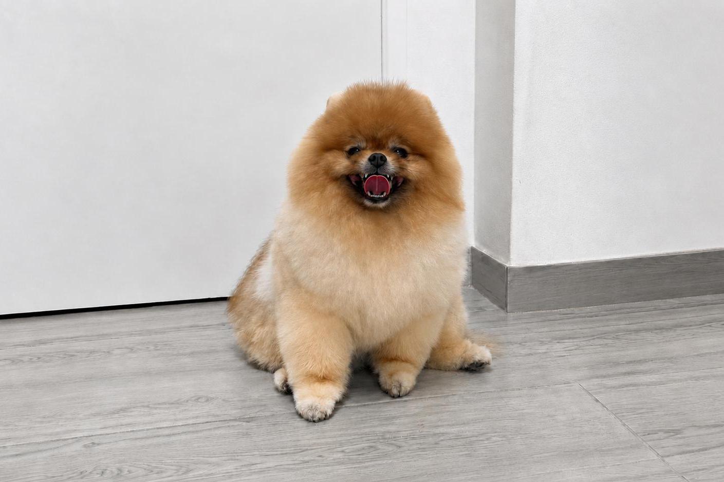 DOG salon Lusy Praha