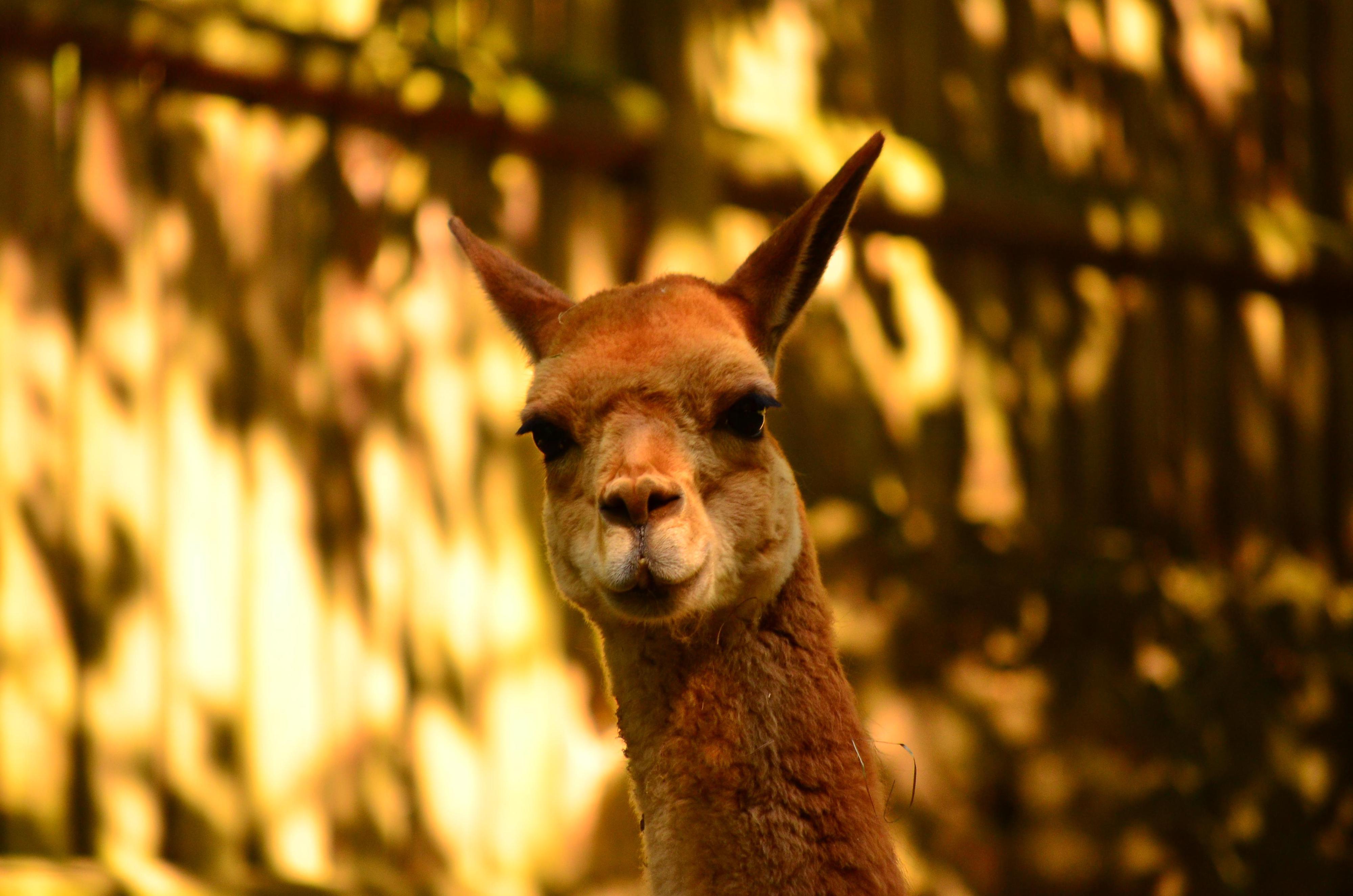 Zoo Děčín foto 5