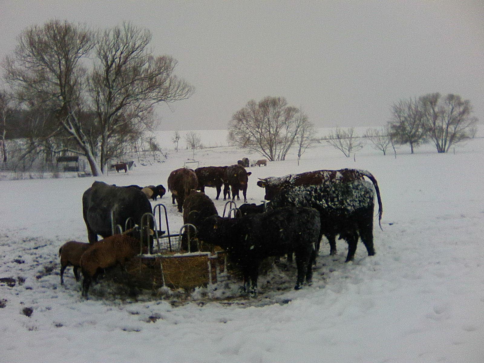 Štéchův statek foto 3