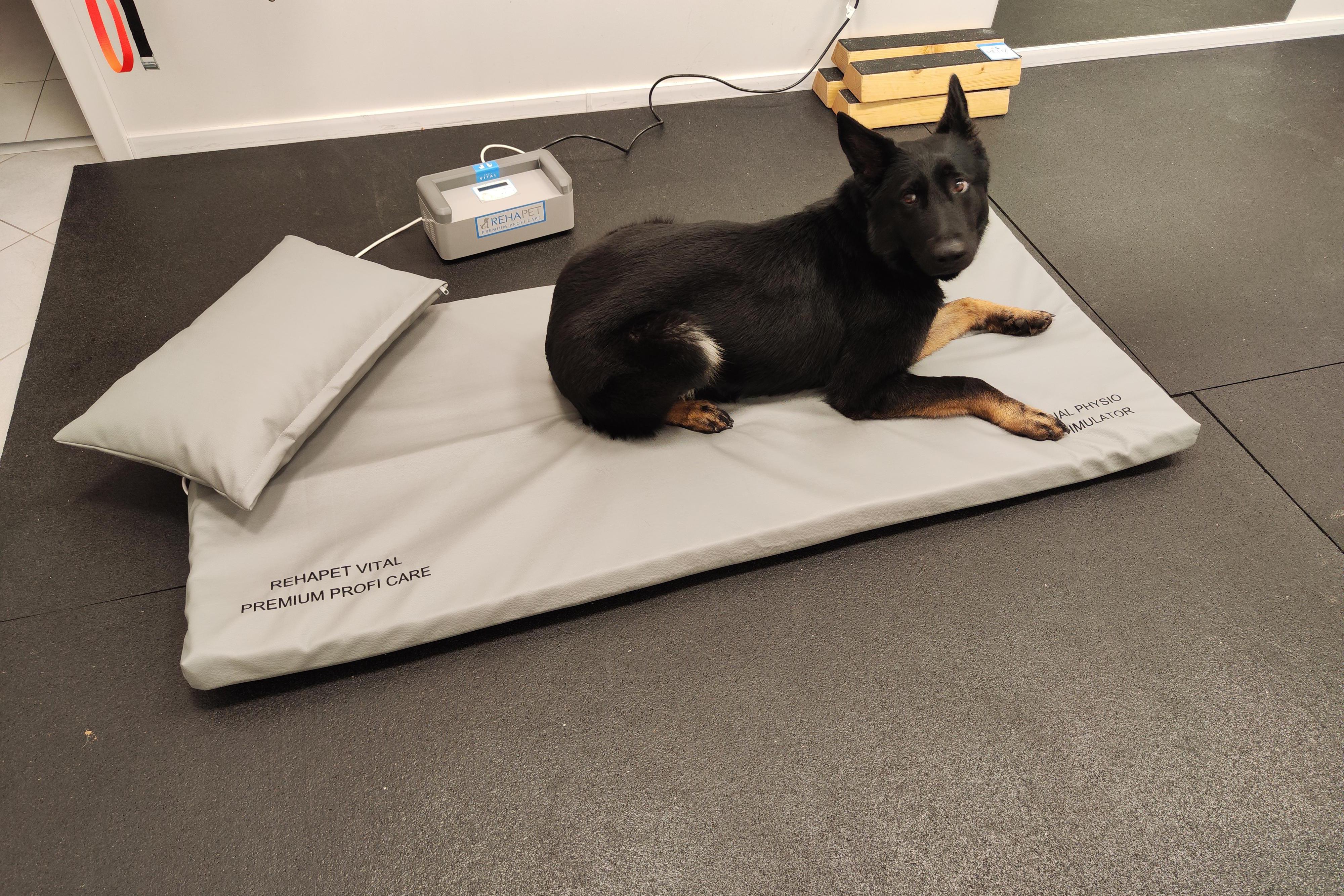 REHAPET