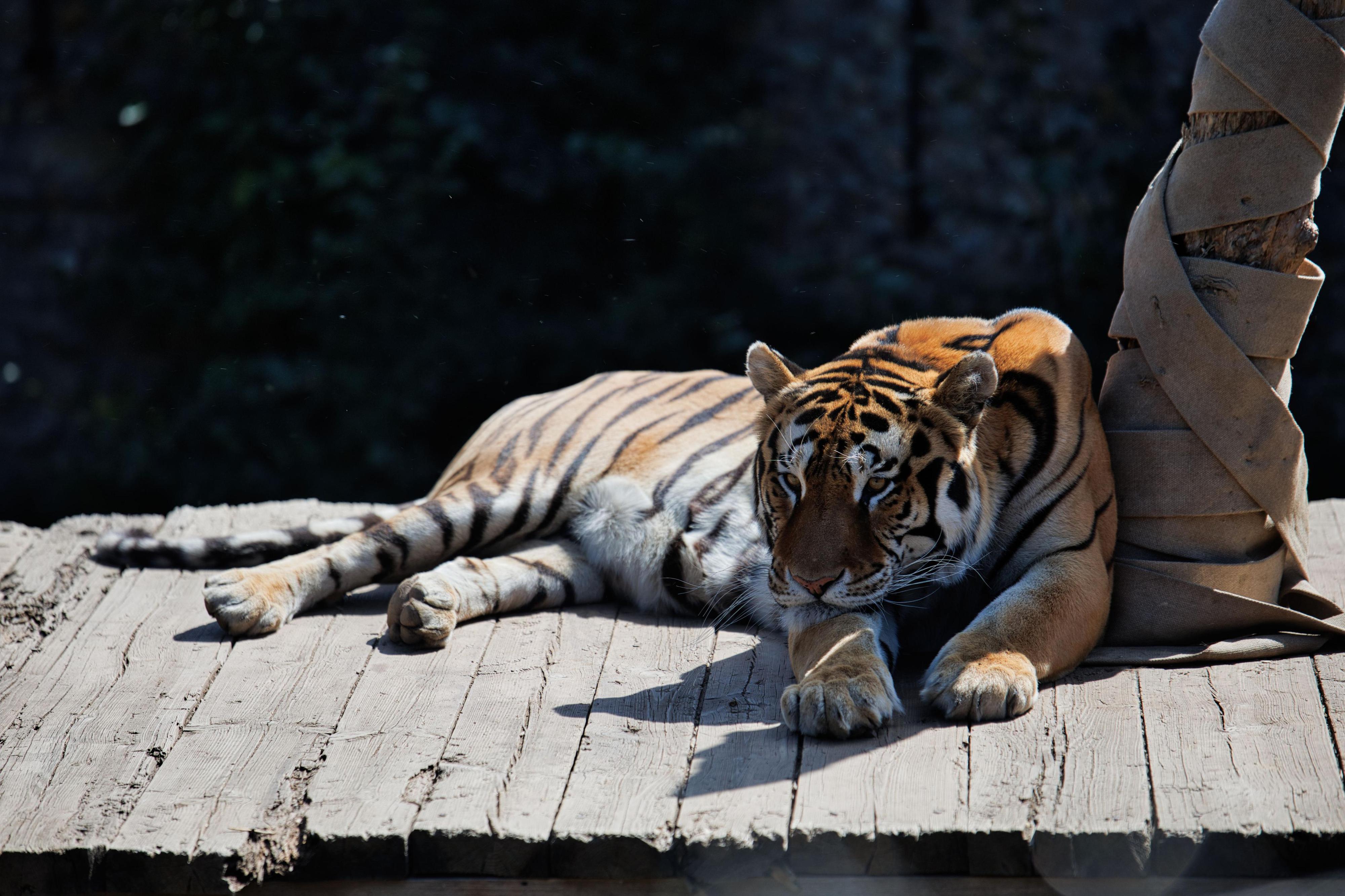 Zoo Plasy foto 3