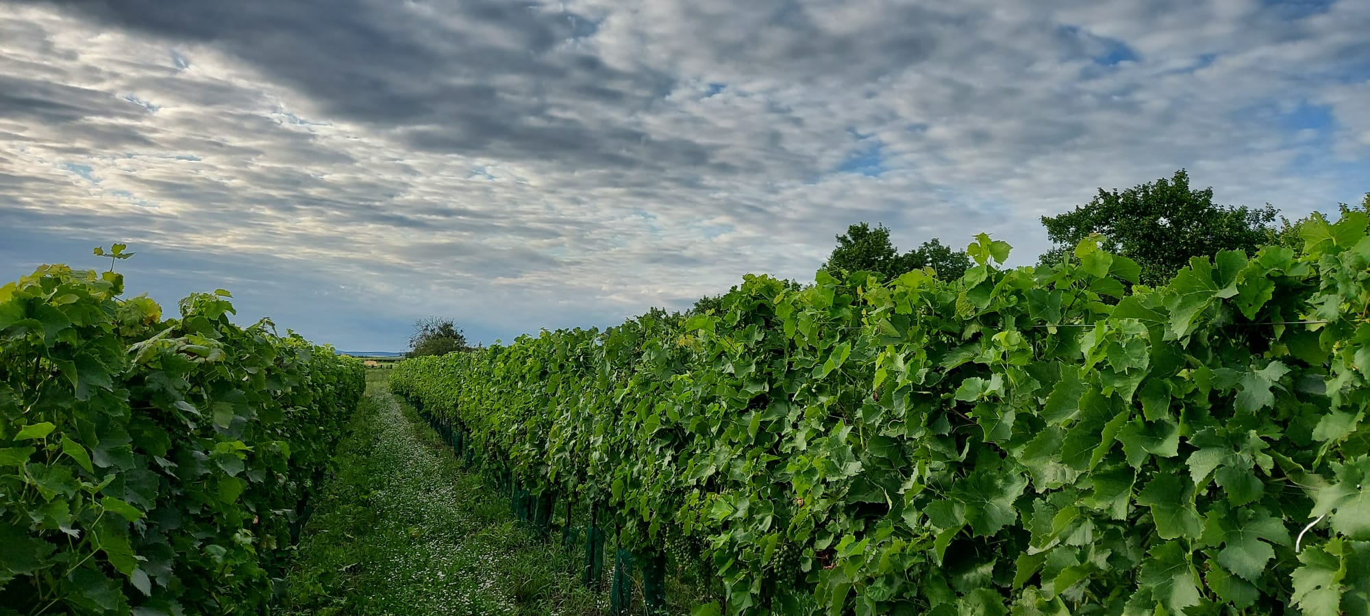 Vinařství Otec dcera foto 3