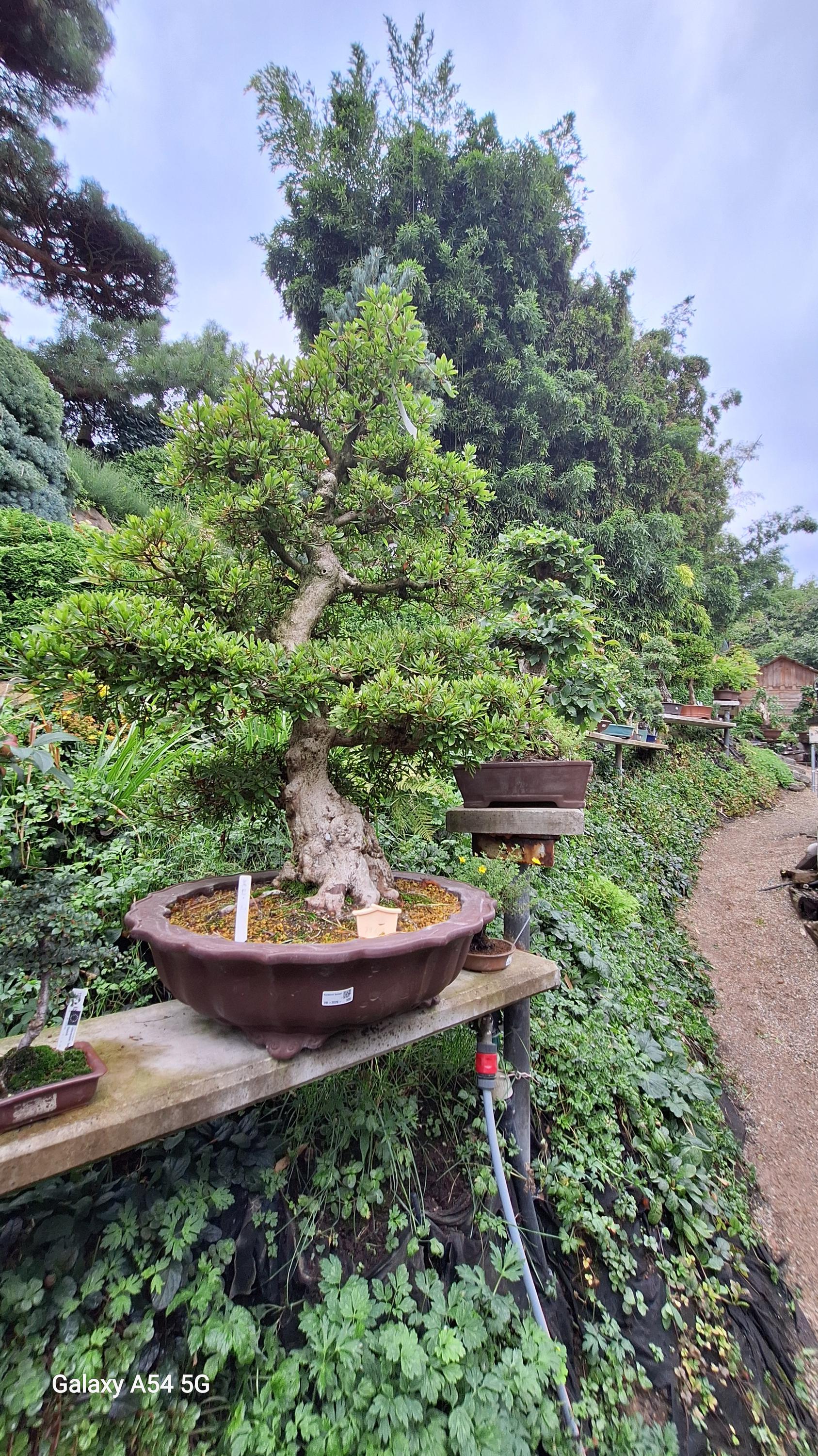 Bonsai centrum Libčany foto 5