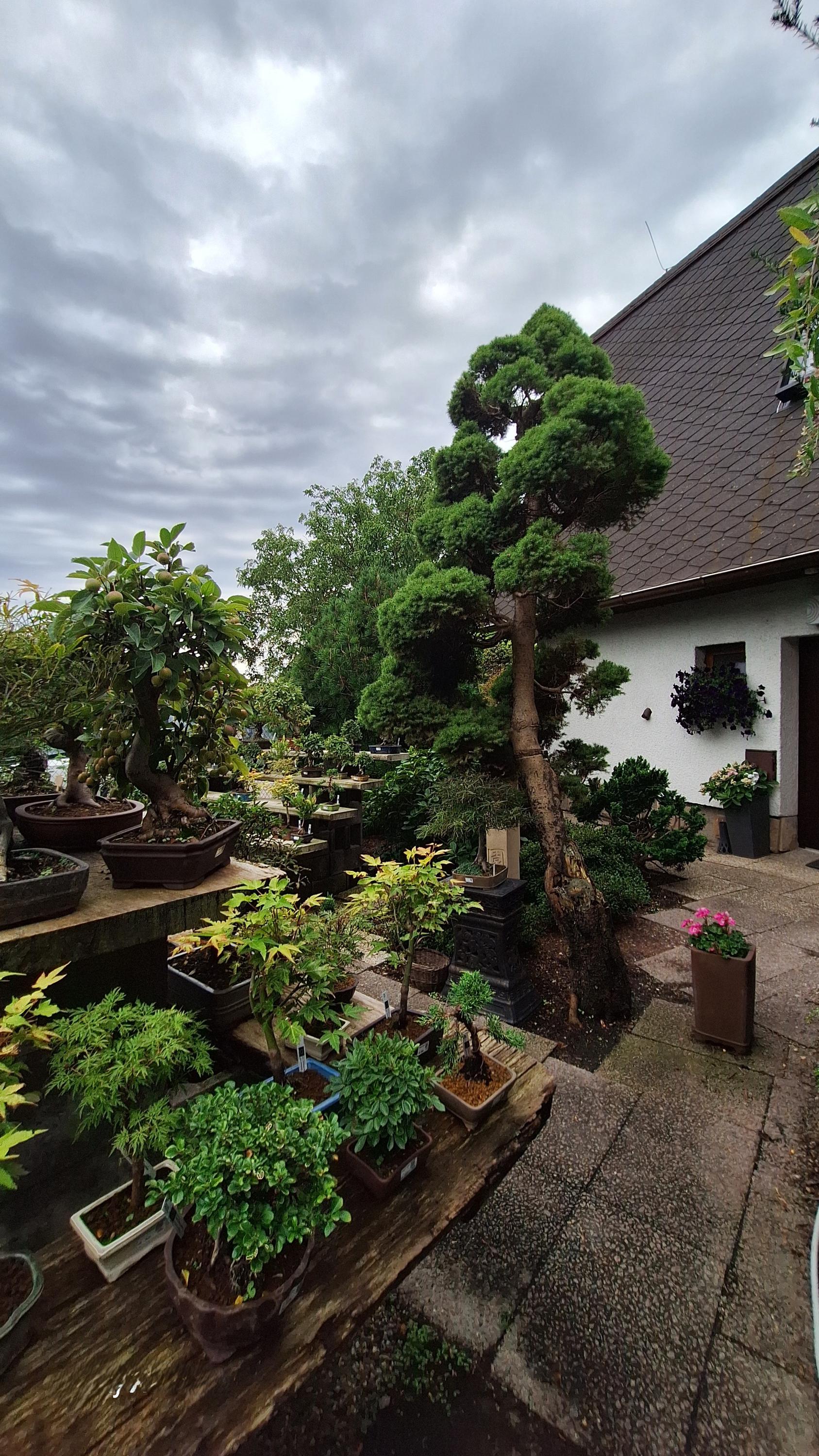 Bonsai centrum Libčany foto 2