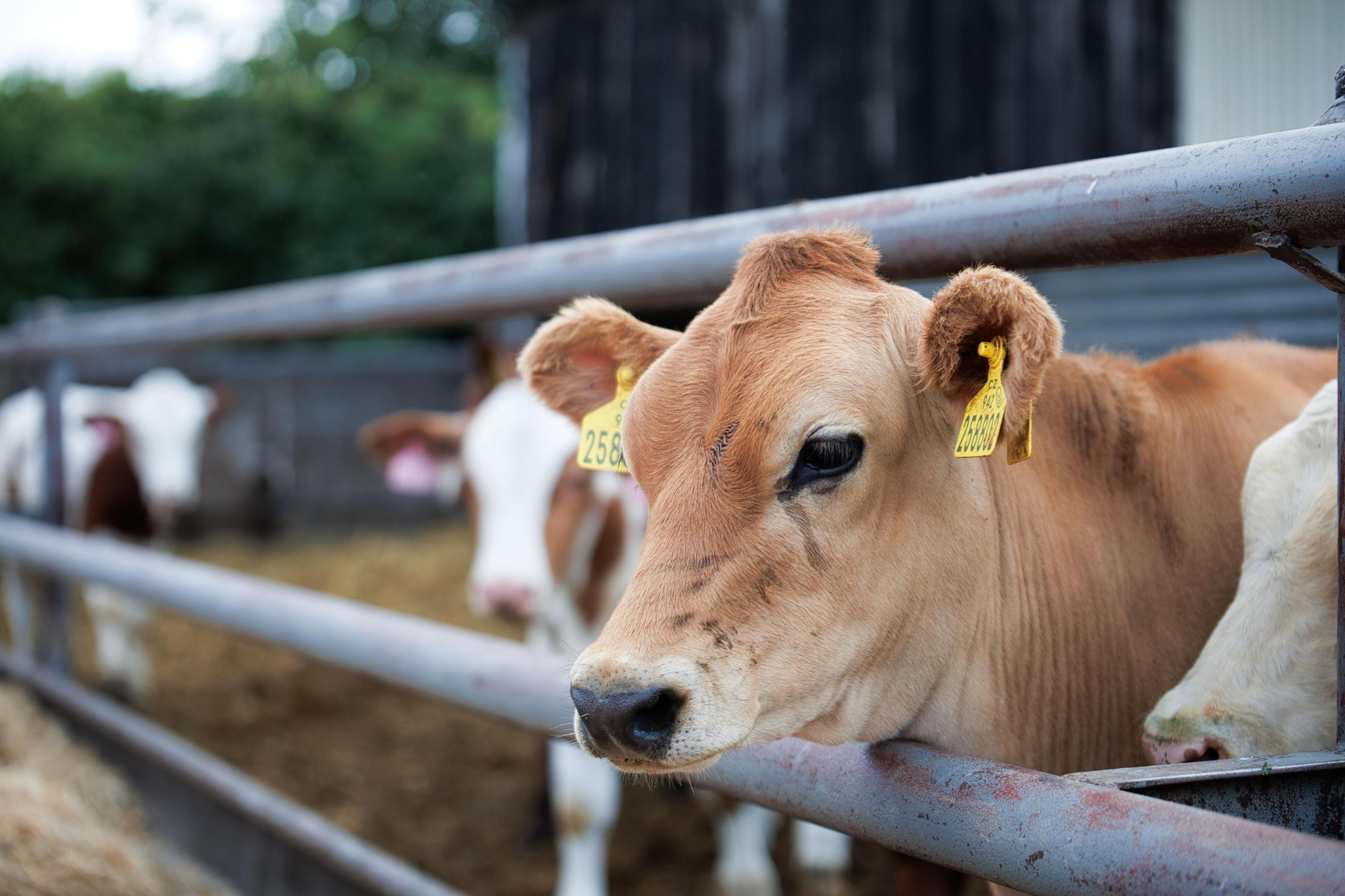Rodinná farma & Agropenzion Hájenka