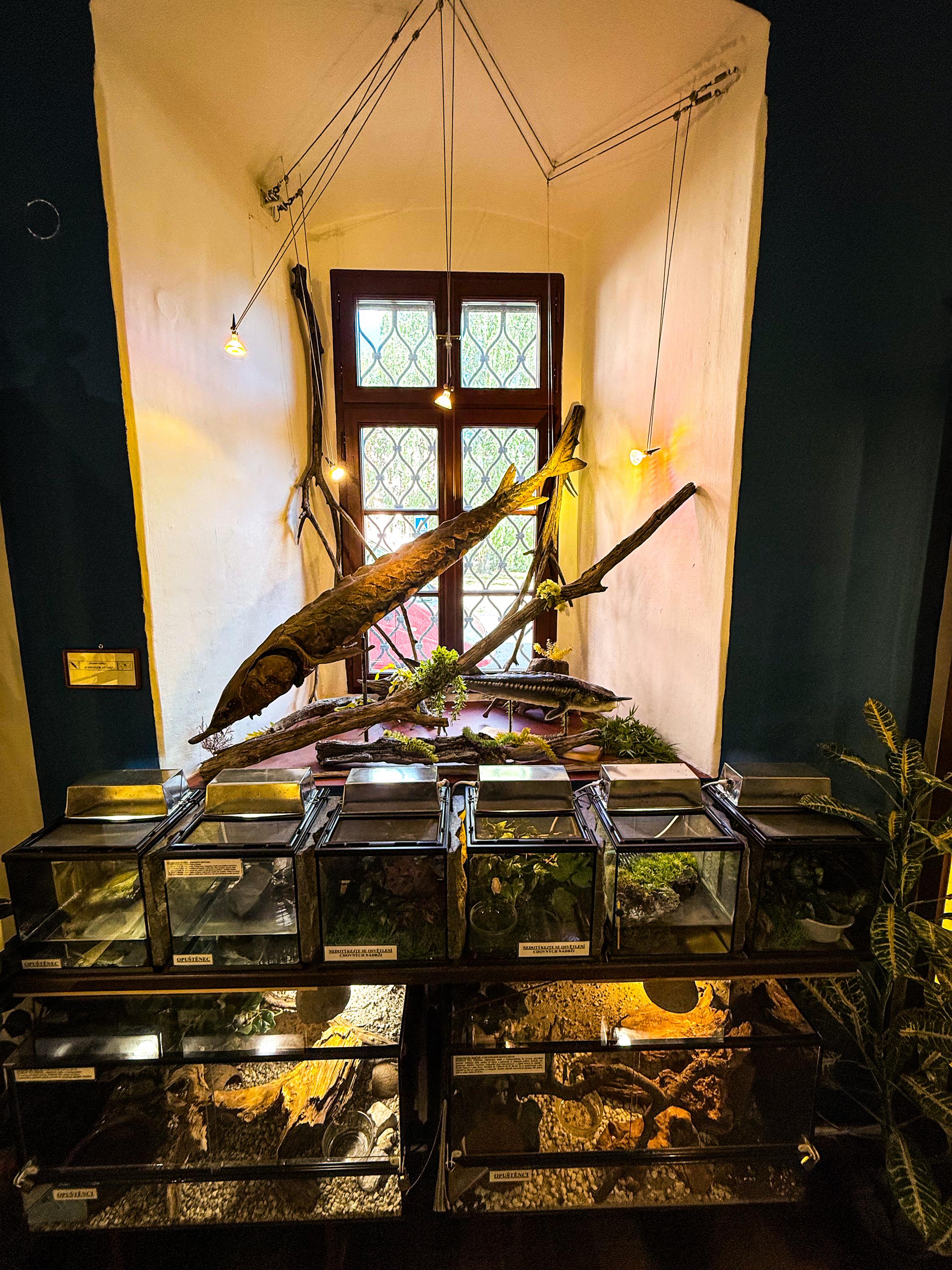 Vlastivědné muzeum a galerie v České Lípě foto 6