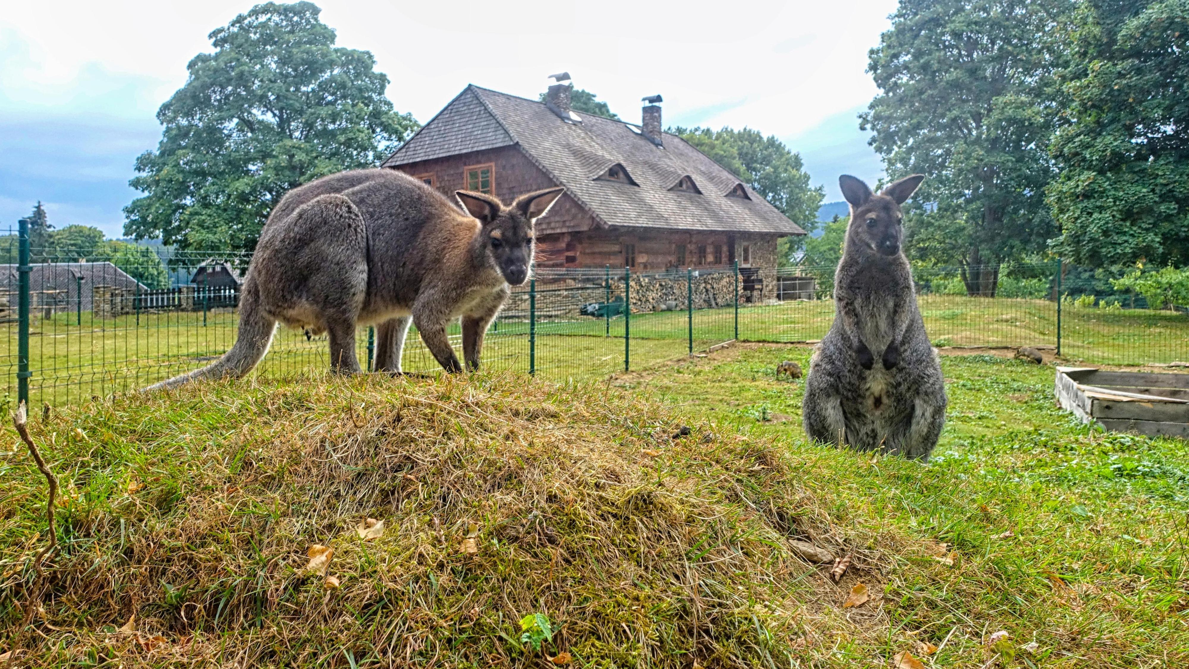 Farmapark Javorná na Šumavě foto 2