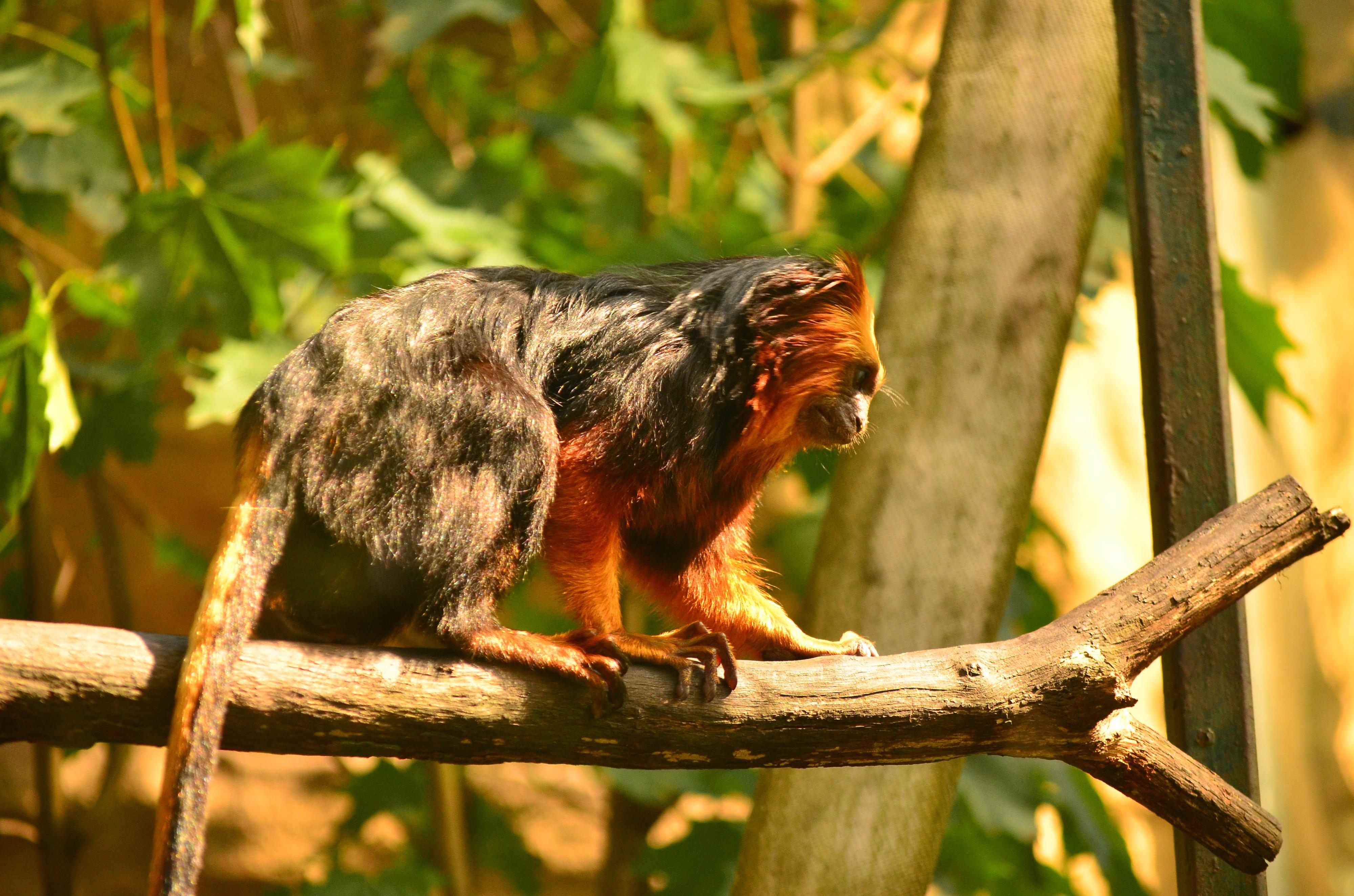 Zoo Děčín foto 4