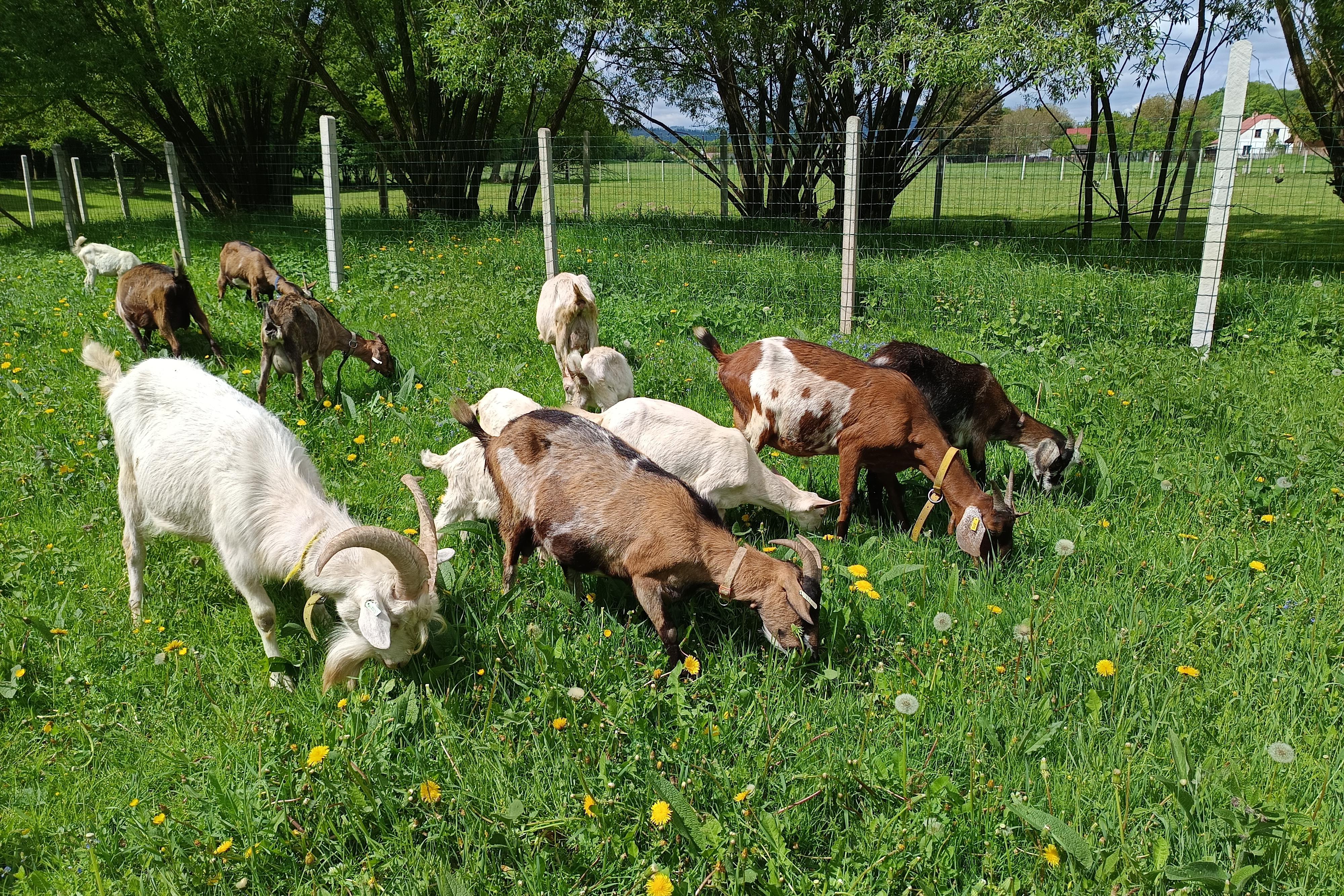 1. Kozí farma Arnultovice