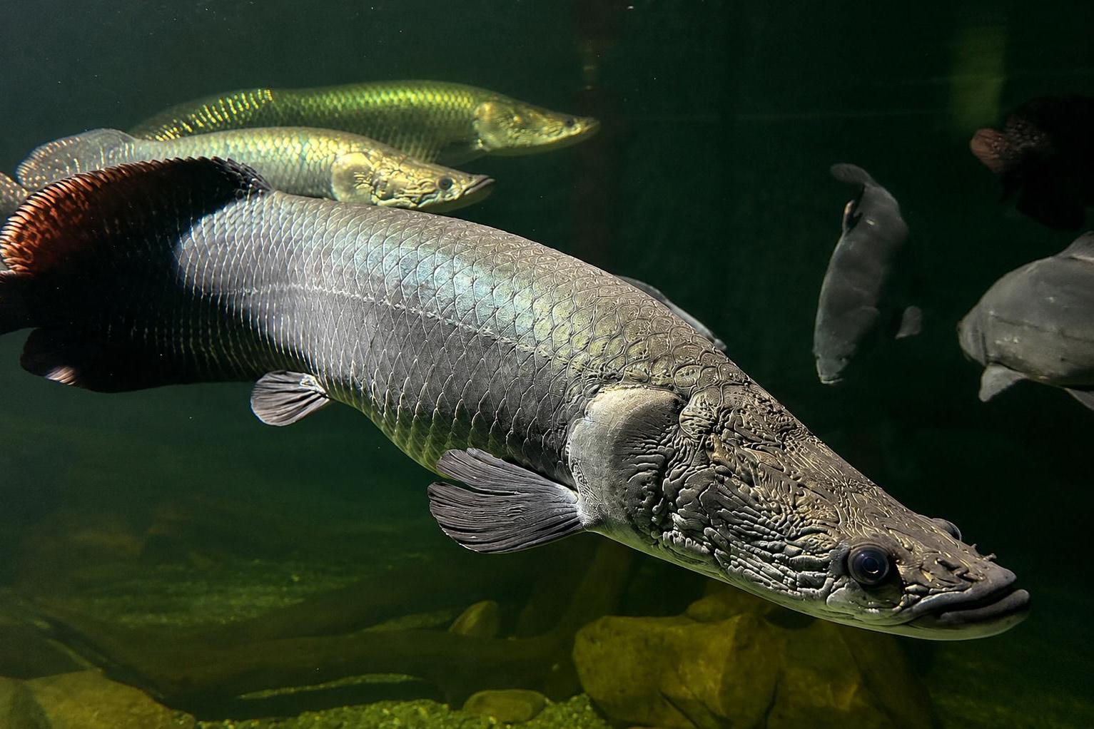 Vodní miniZOO Baška