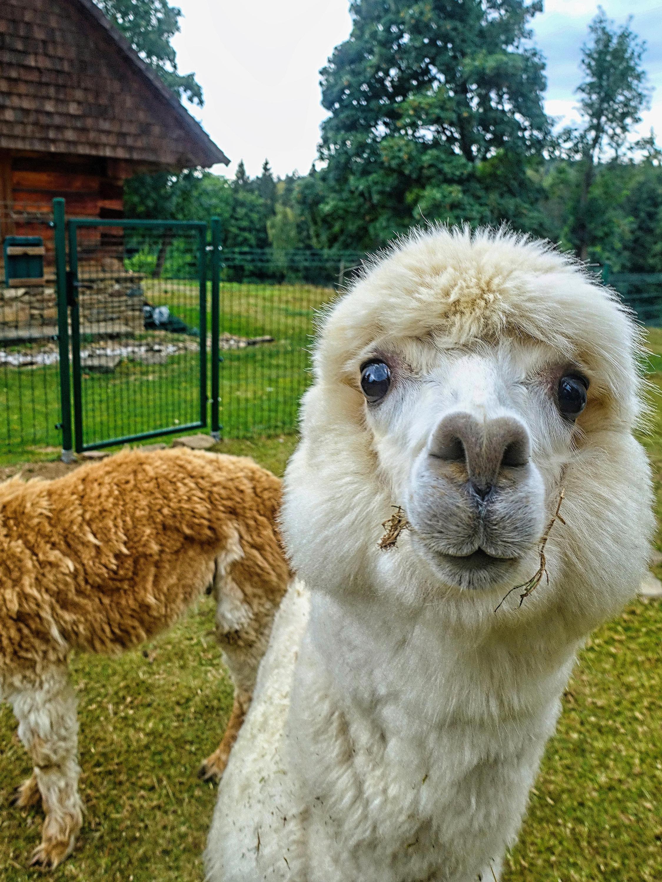 Farmapark Javorná na Šumavě foto 5