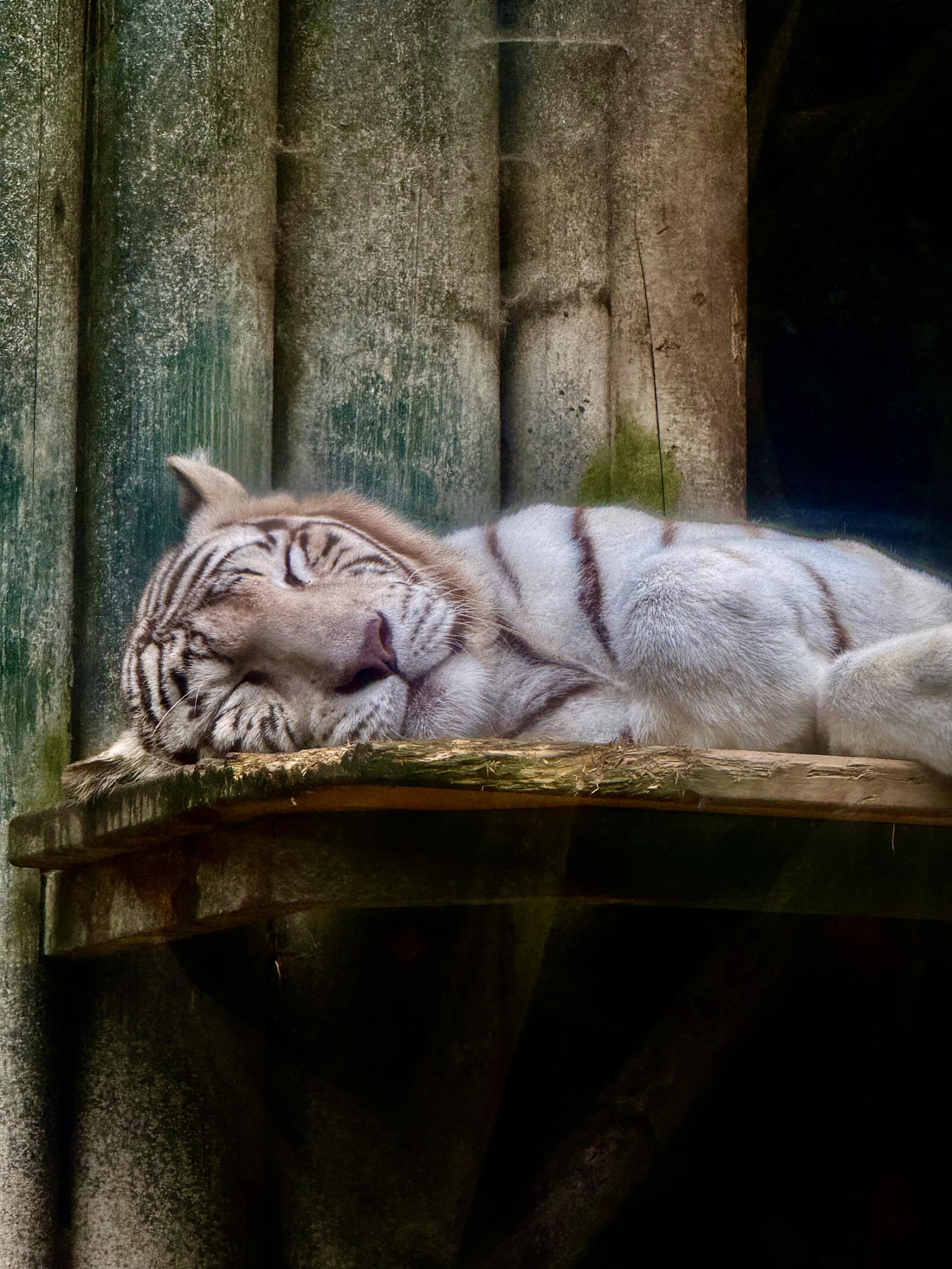 Zoo Liberec foto 4