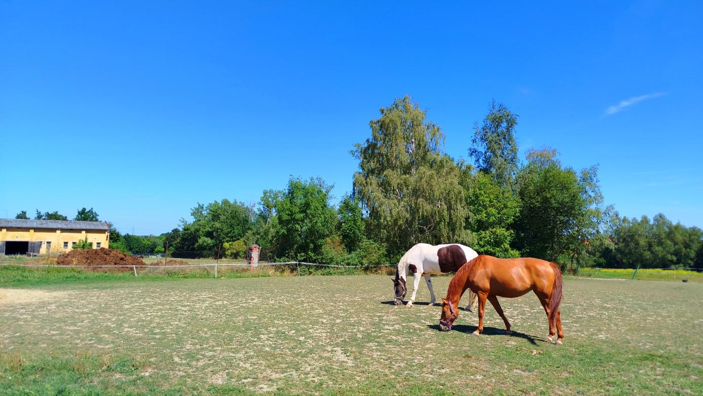 Jezdecký oddíl Stáj Václav foto 6