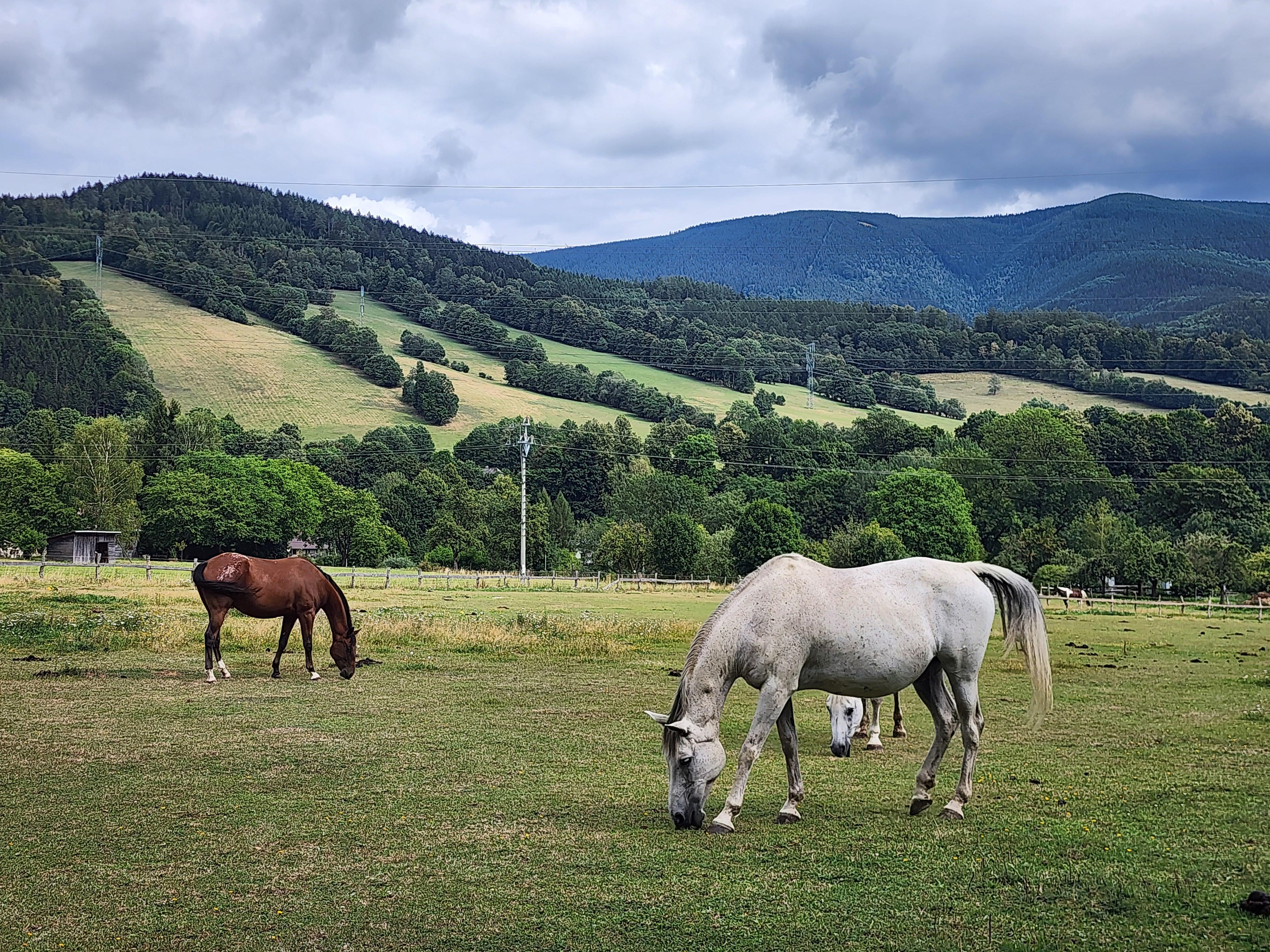 Ranč Mustang foto 2