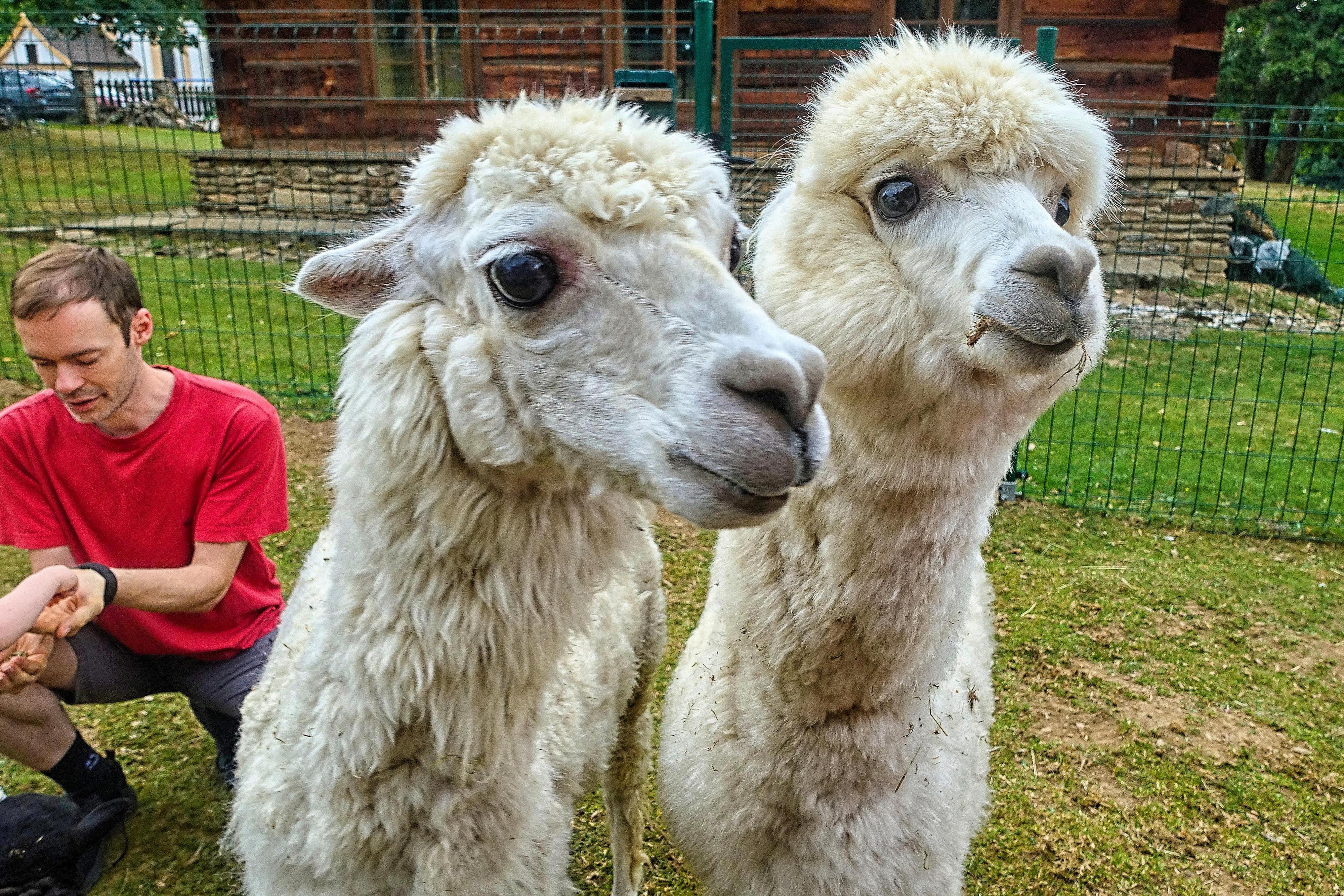 Farmapark Javorná na Šumavě foto 6