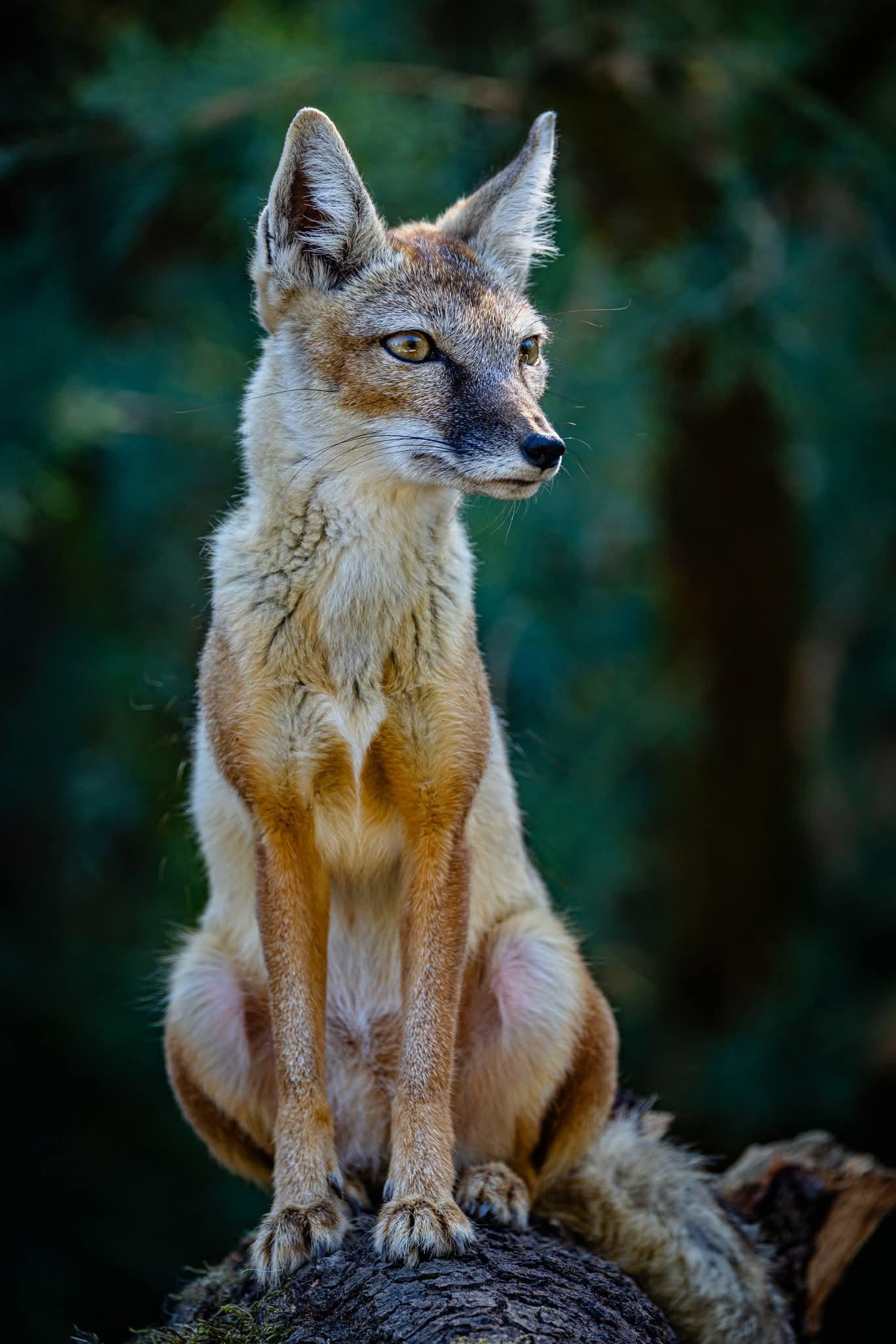 Jihočeská zoologická zahrada Hluboká nad Vltavou foto 6