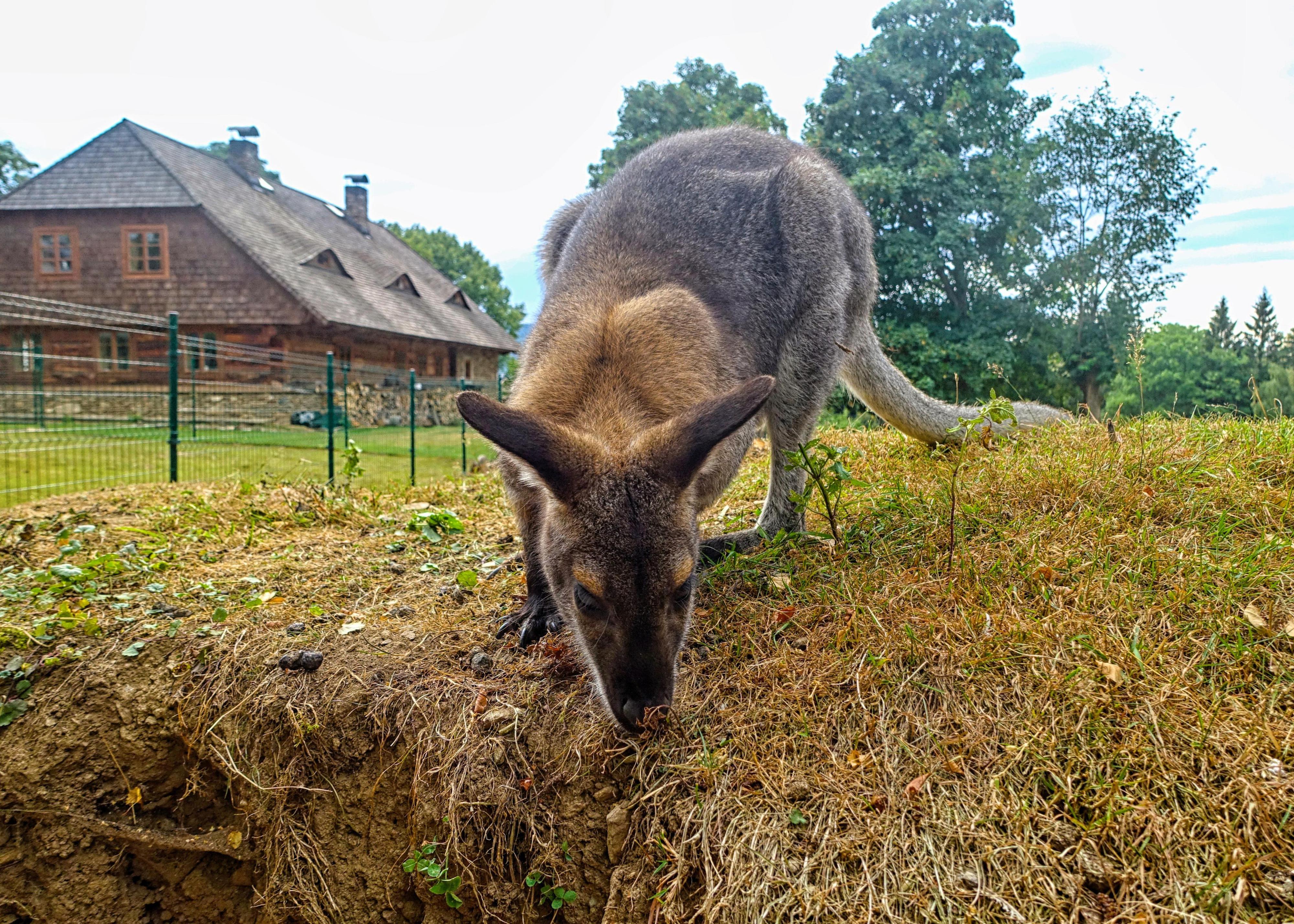 Farmapark Javorná na Šumavě foto 6