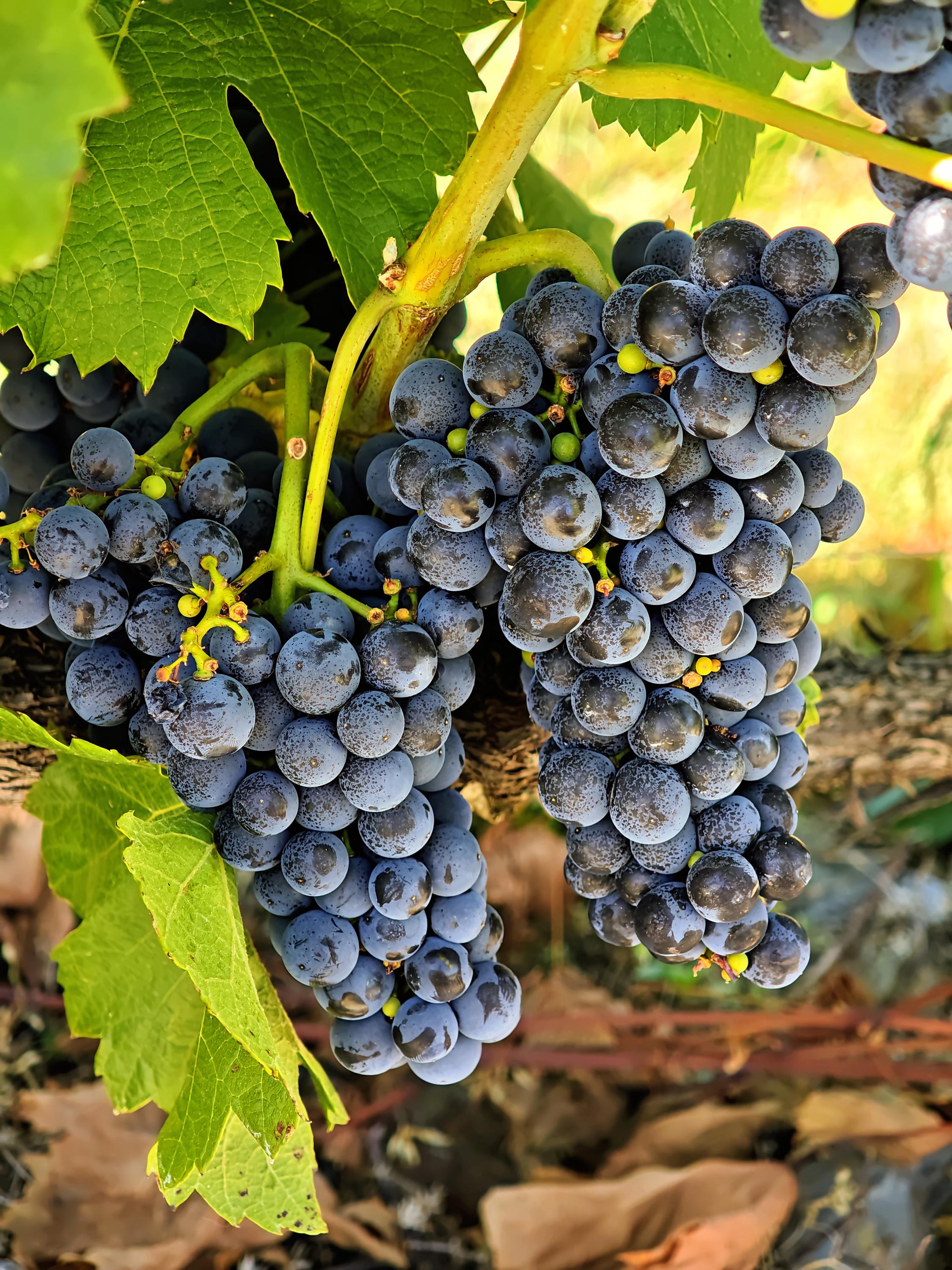 Vinice a vinotéka sv. Kláry - Botanická zahrada Praha foto 3
